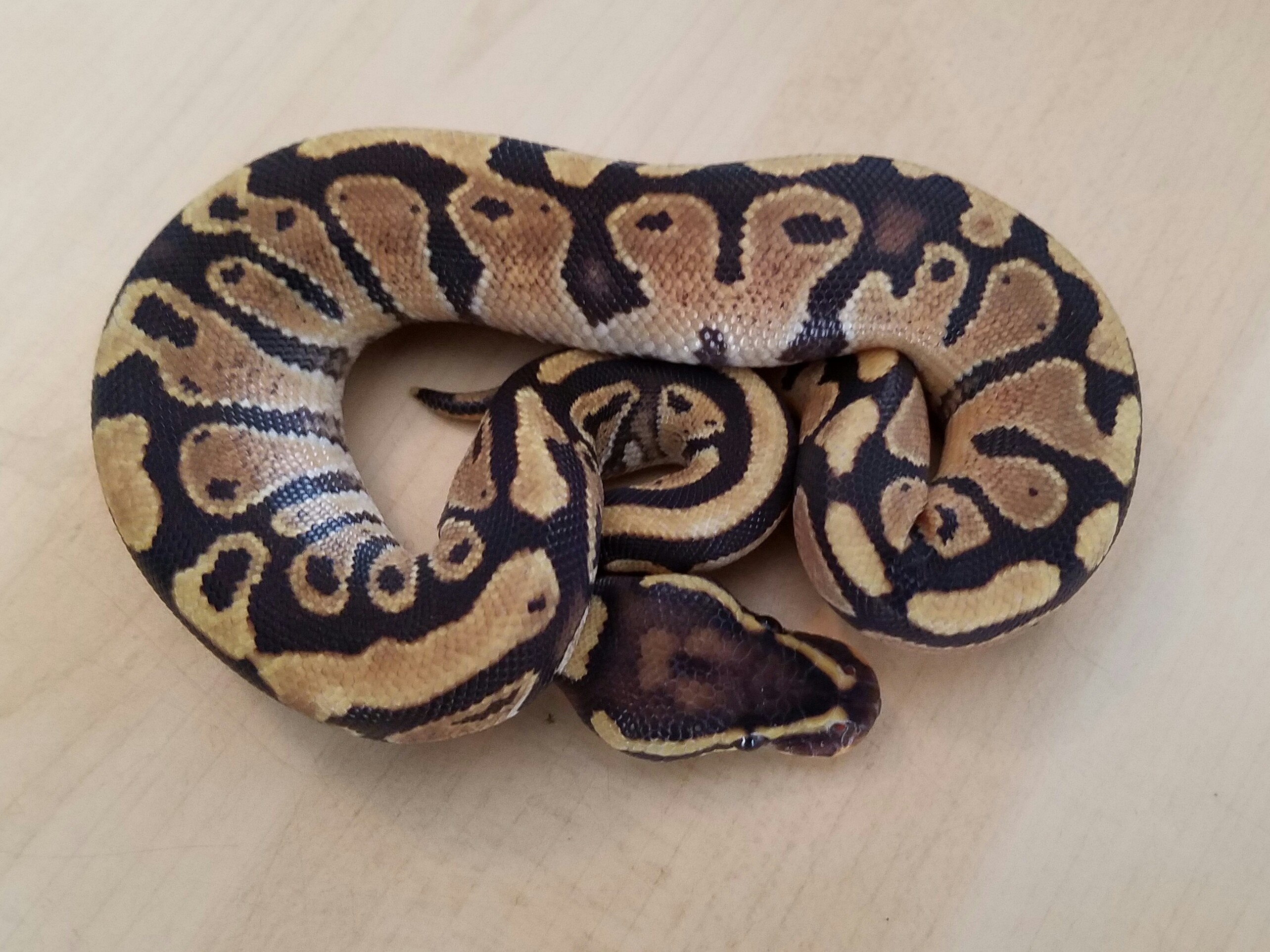 Flame Ball Python by Queen City Constrictors