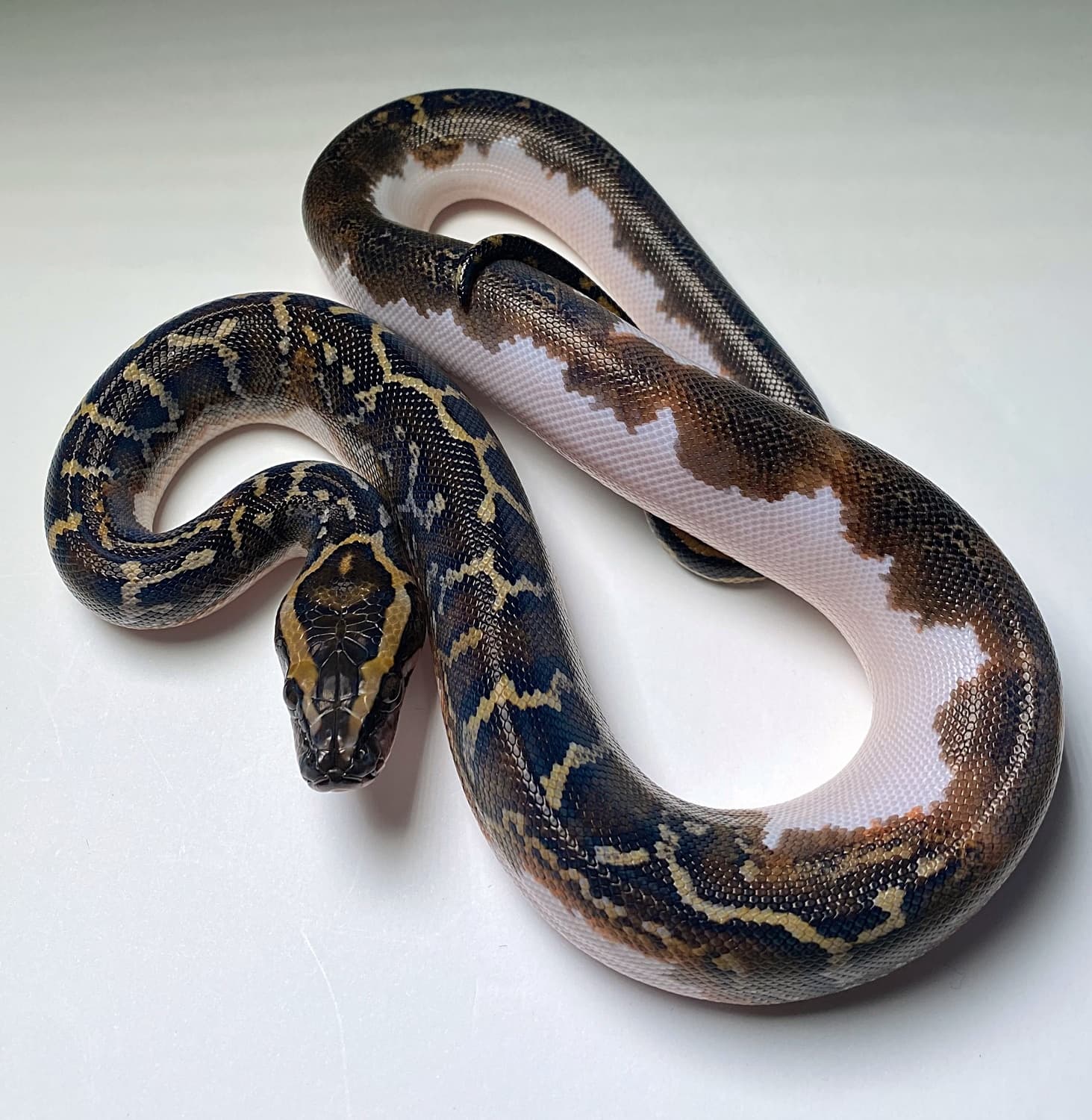 Pied 66% Het Albino Burmese Python by Serpents By Design LLC