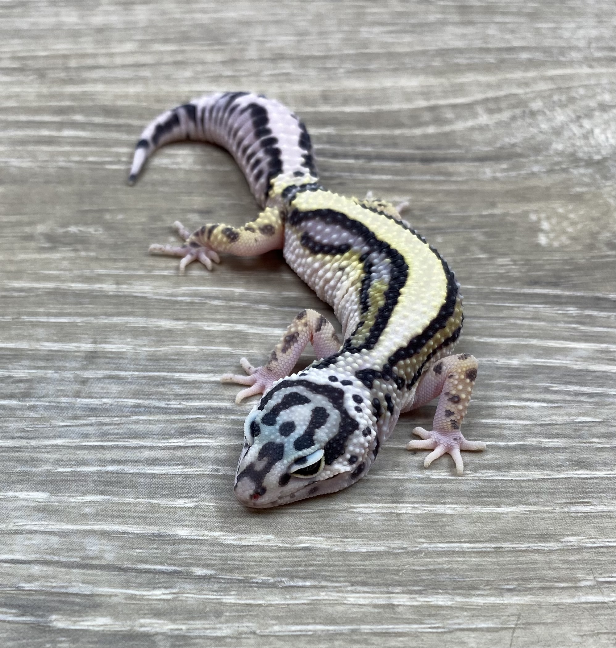 Extreme Bold Leopard Gecko by Red Rock Gecko’s