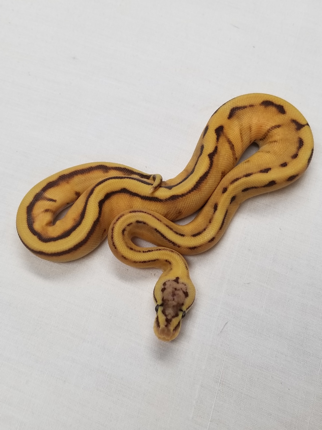 Monarch Pastel Genetic Stripe Ball Python by Tom Harbin Reptiles