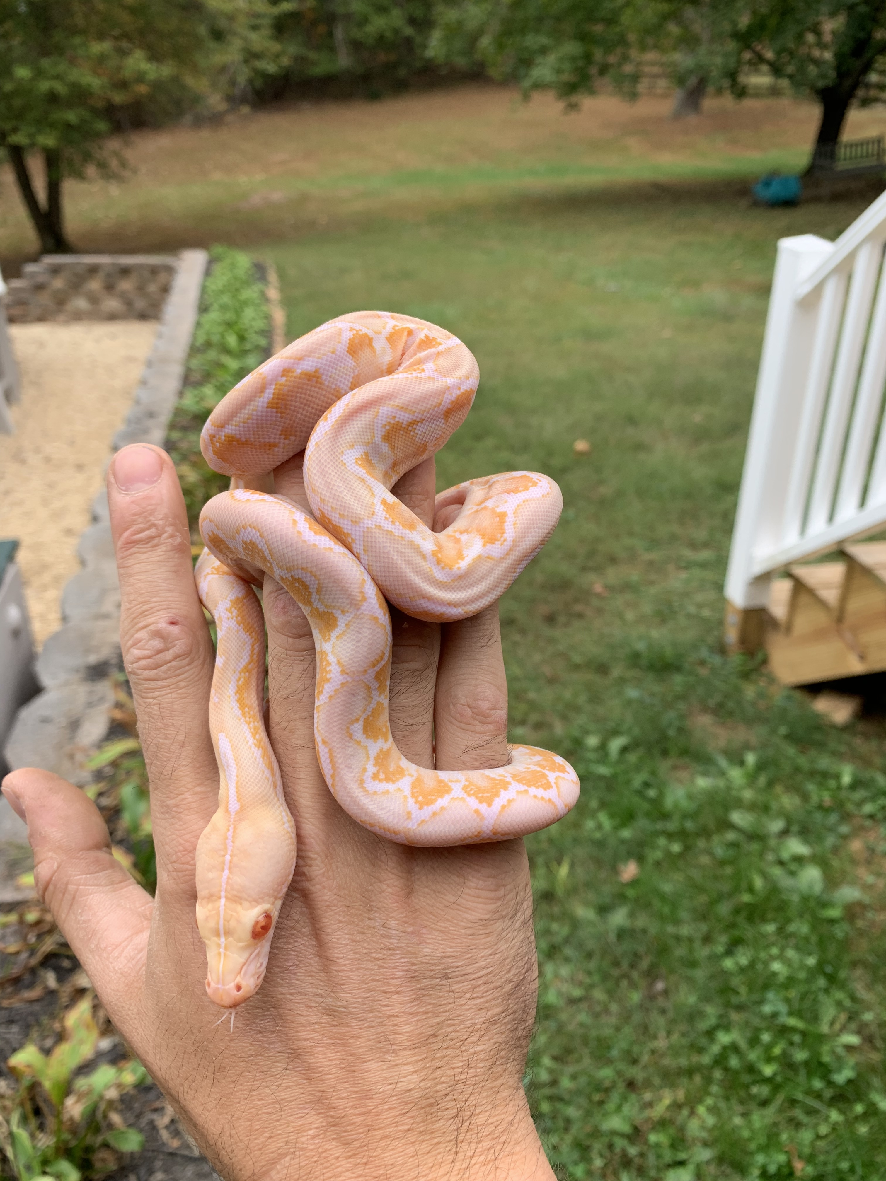 Amel Reticulated Python by Grand pythons