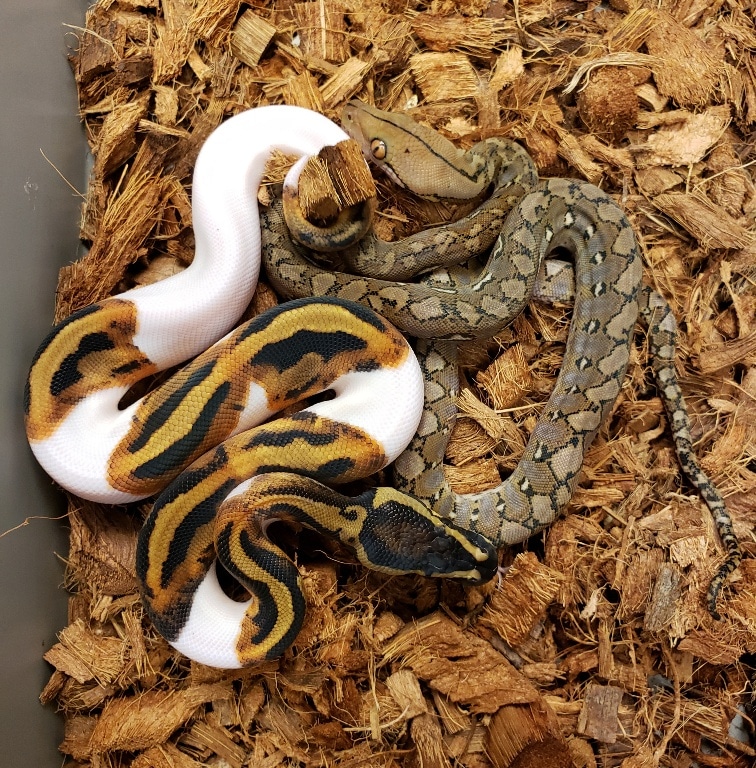 100% Pure Kalatoa Super Dwarf Reticulated Python  next to a Piebald Ball Python for size comparison by CJs Pets