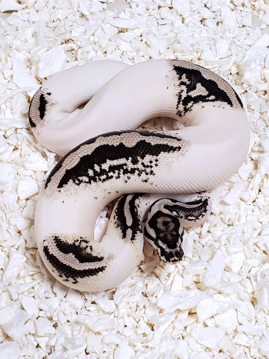 Yellowbelly Axanthic Pied 50% Het Clown Ball Python by Exiled Reptiles