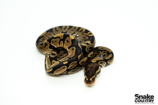 Cypress Ball Python by Snake Country