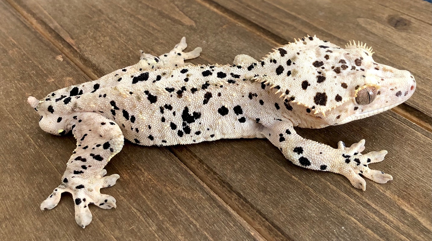 Pale Base Super Dalmation Male Crested Gecko by Mercury Geckos