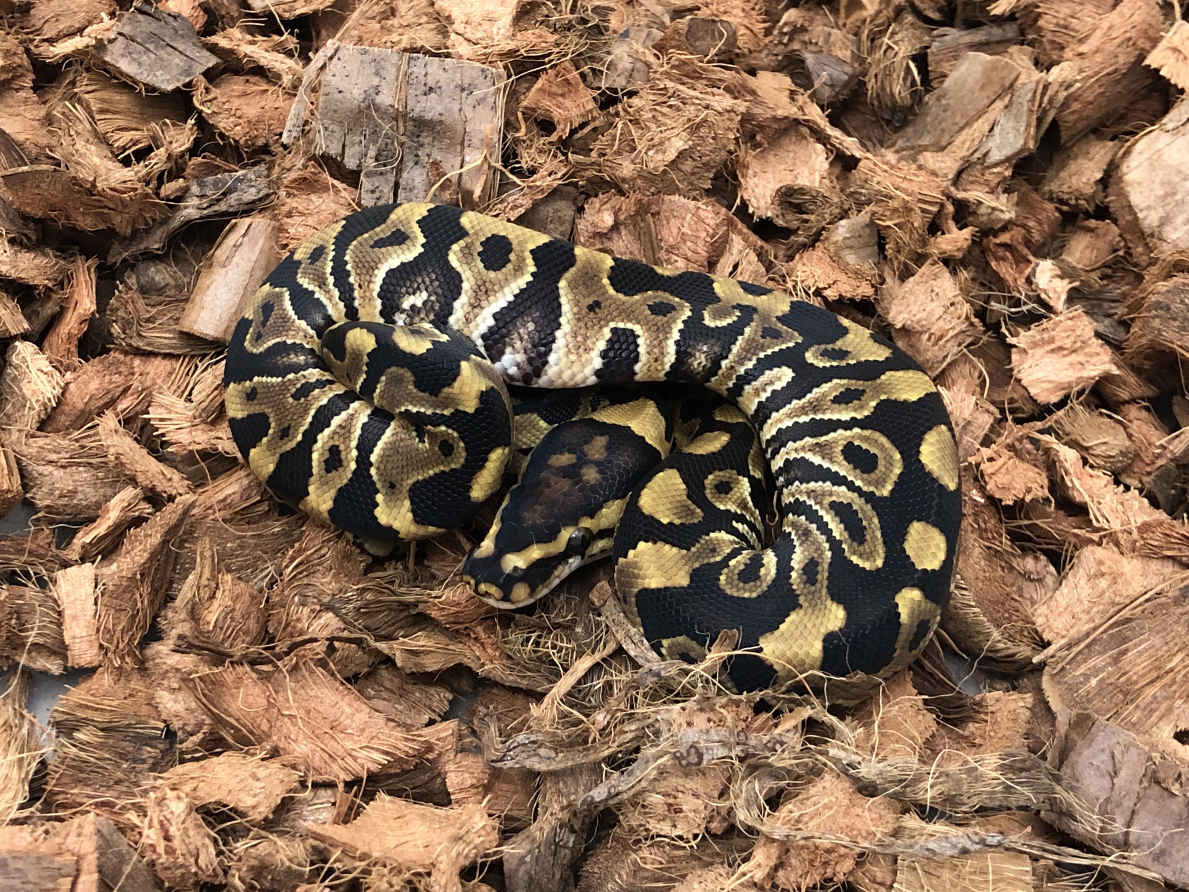 Cryptic Ball Python by KMReptiles
