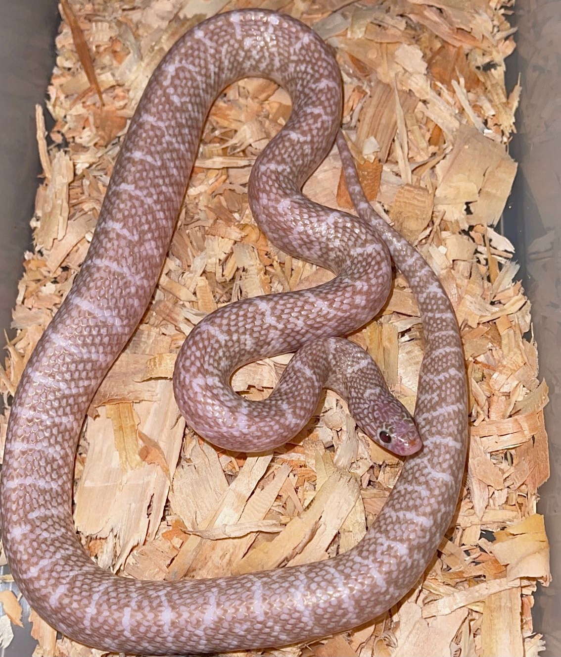 T- Peanut Butter Axanthic Hypo Florida Kingsnake by RB
