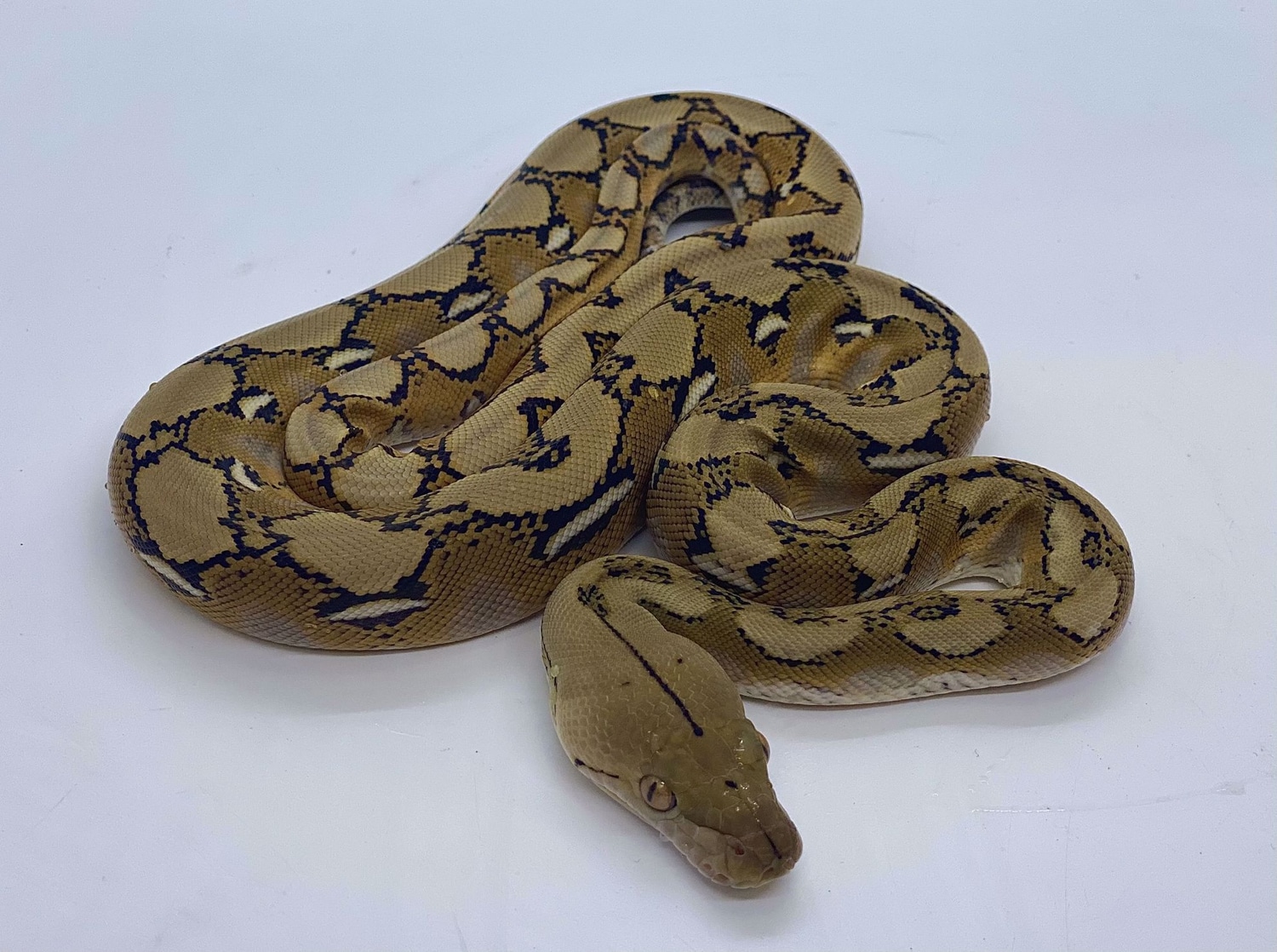 Platinum Reticulated Python by Prehistoric Pets