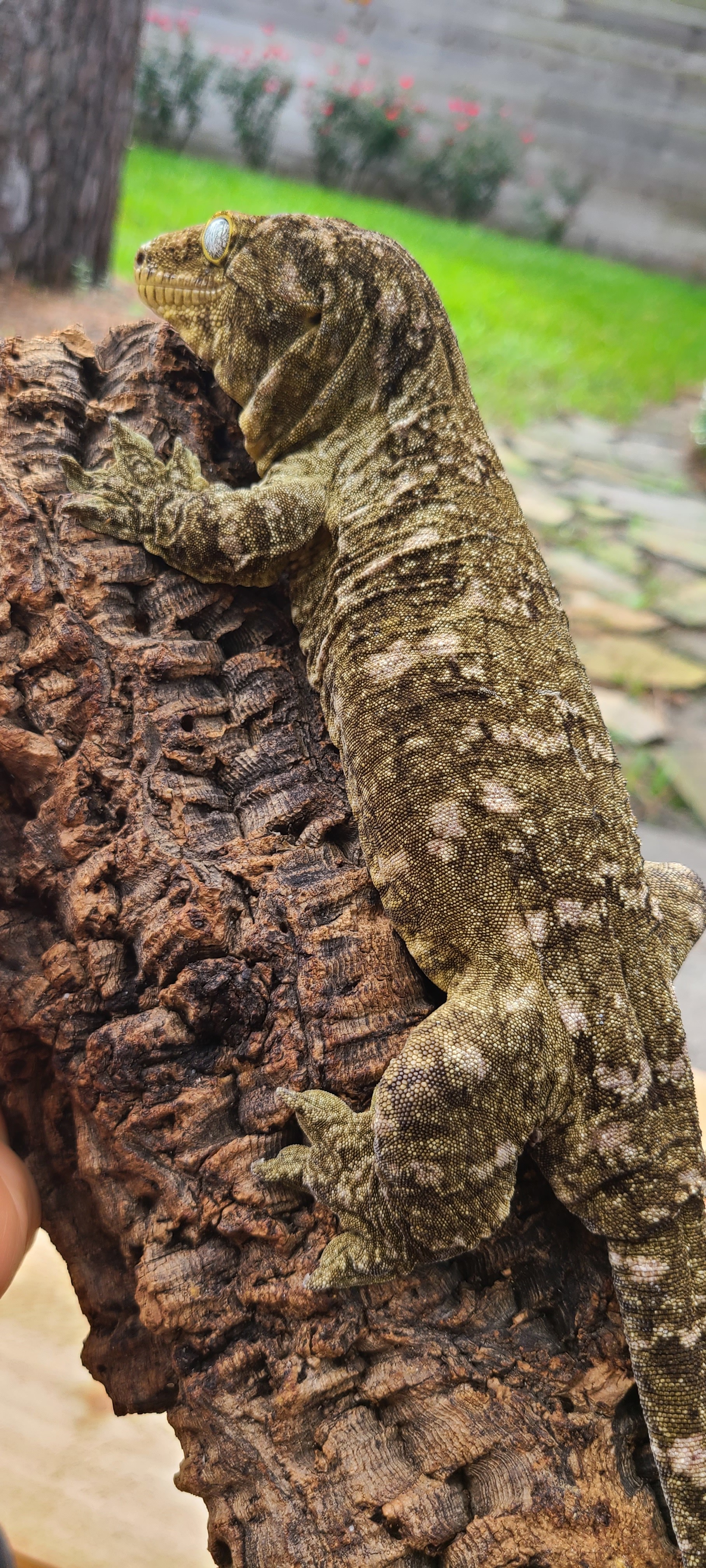 GT-Type A Leachianus Gecko by Robs Rhacs