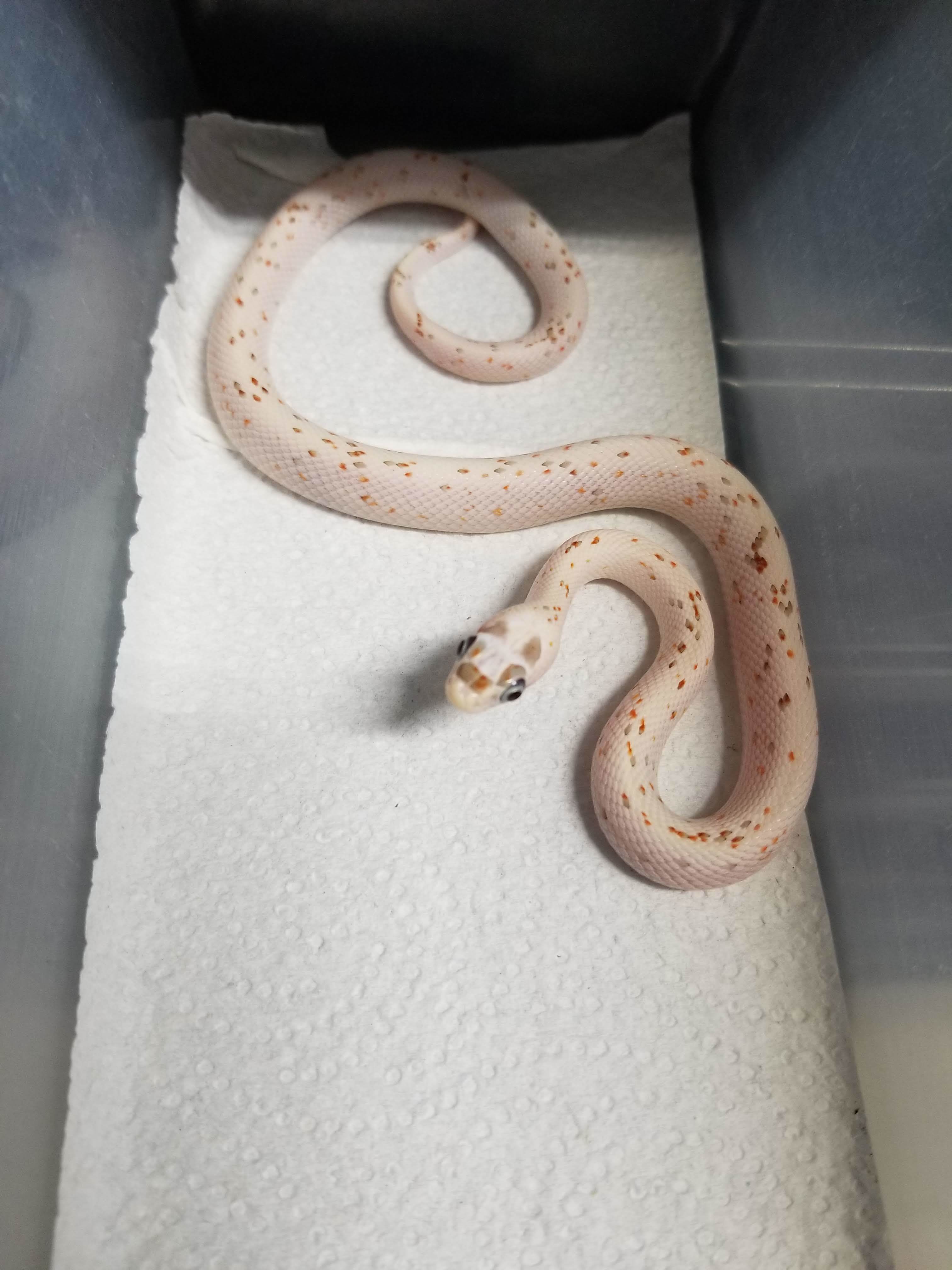 Palmetto Corn Snake by The Reptile Shop