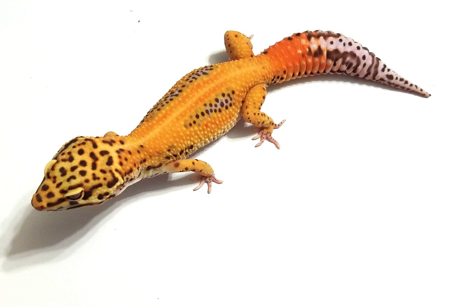 Lavender Red Stripe Bell Leopard Gecko by Geckodiction