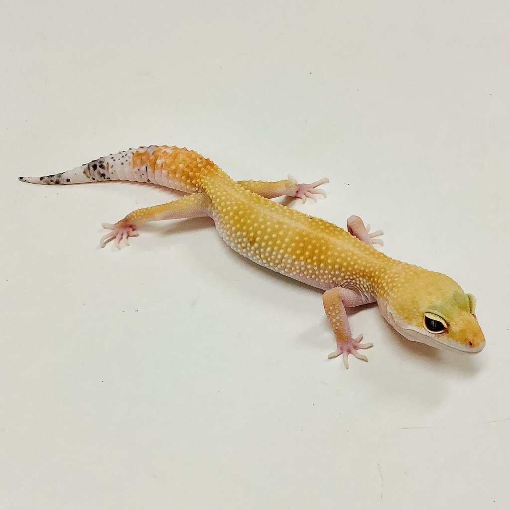 Super Hypo Tangerine Carrot Tail Baldy W/Y Leopard Gecko by BHB Reptiles