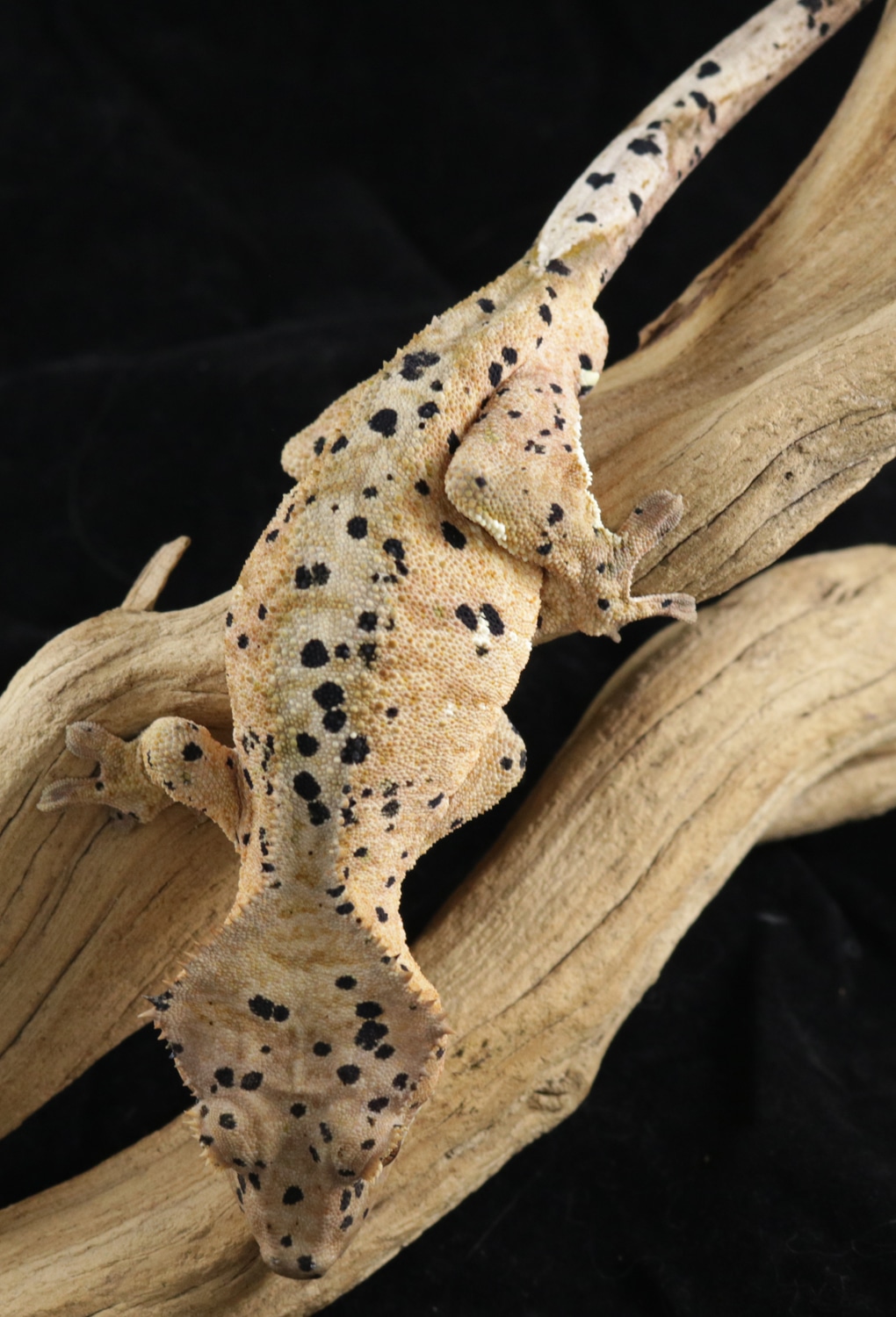 Super Dalmatian - Lawry Crested Gecko by Reptilian Overlords Inc.