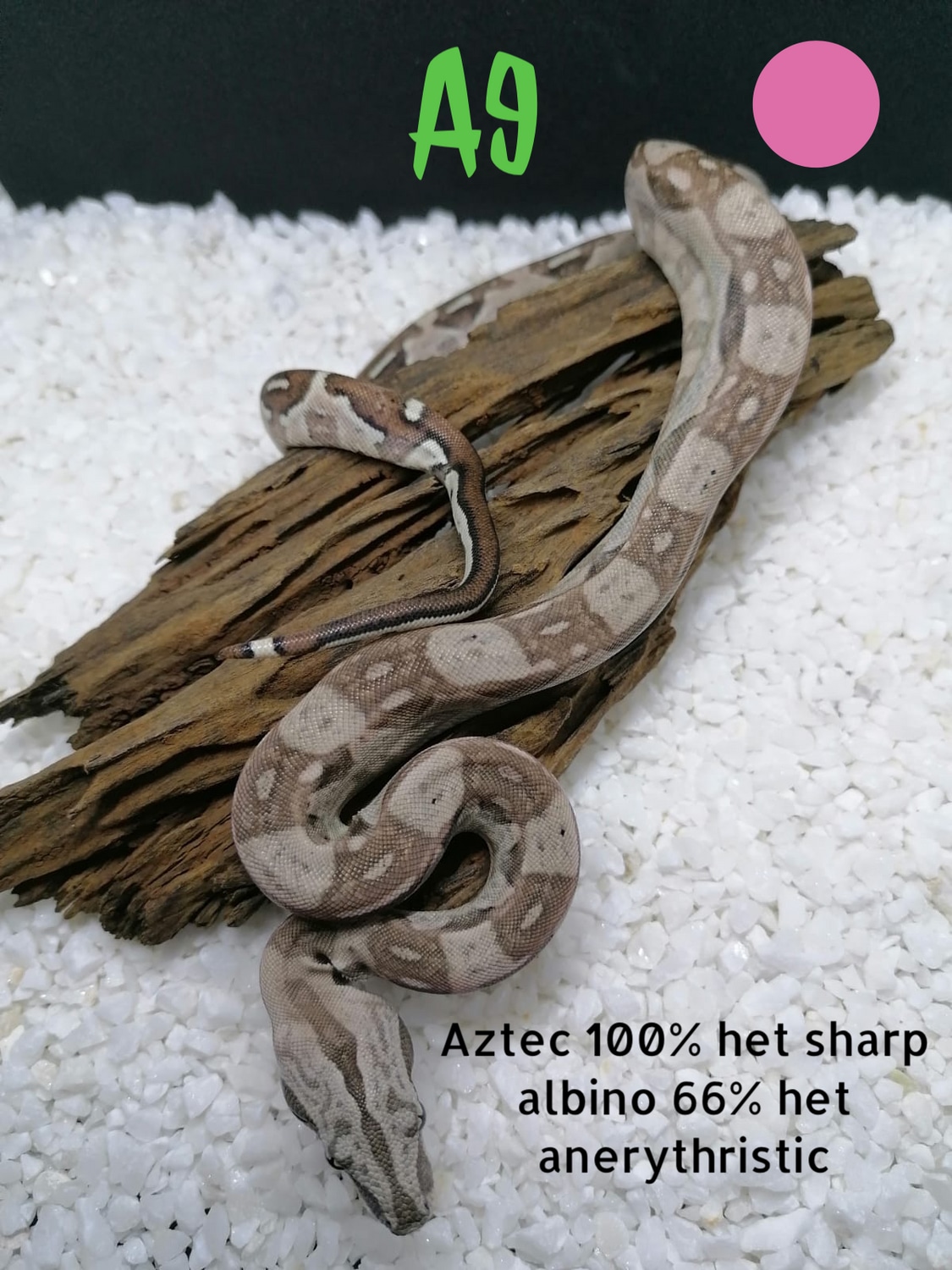 Aztec Boa Constrictor by JurassicEmpire