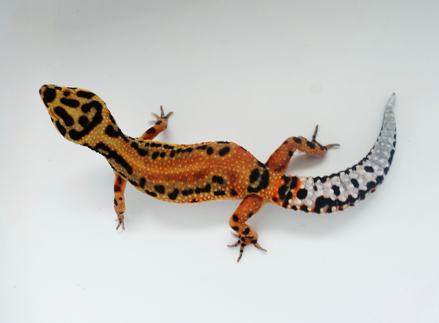 Firebold Bandit Leopard Gecko by LM Geckos