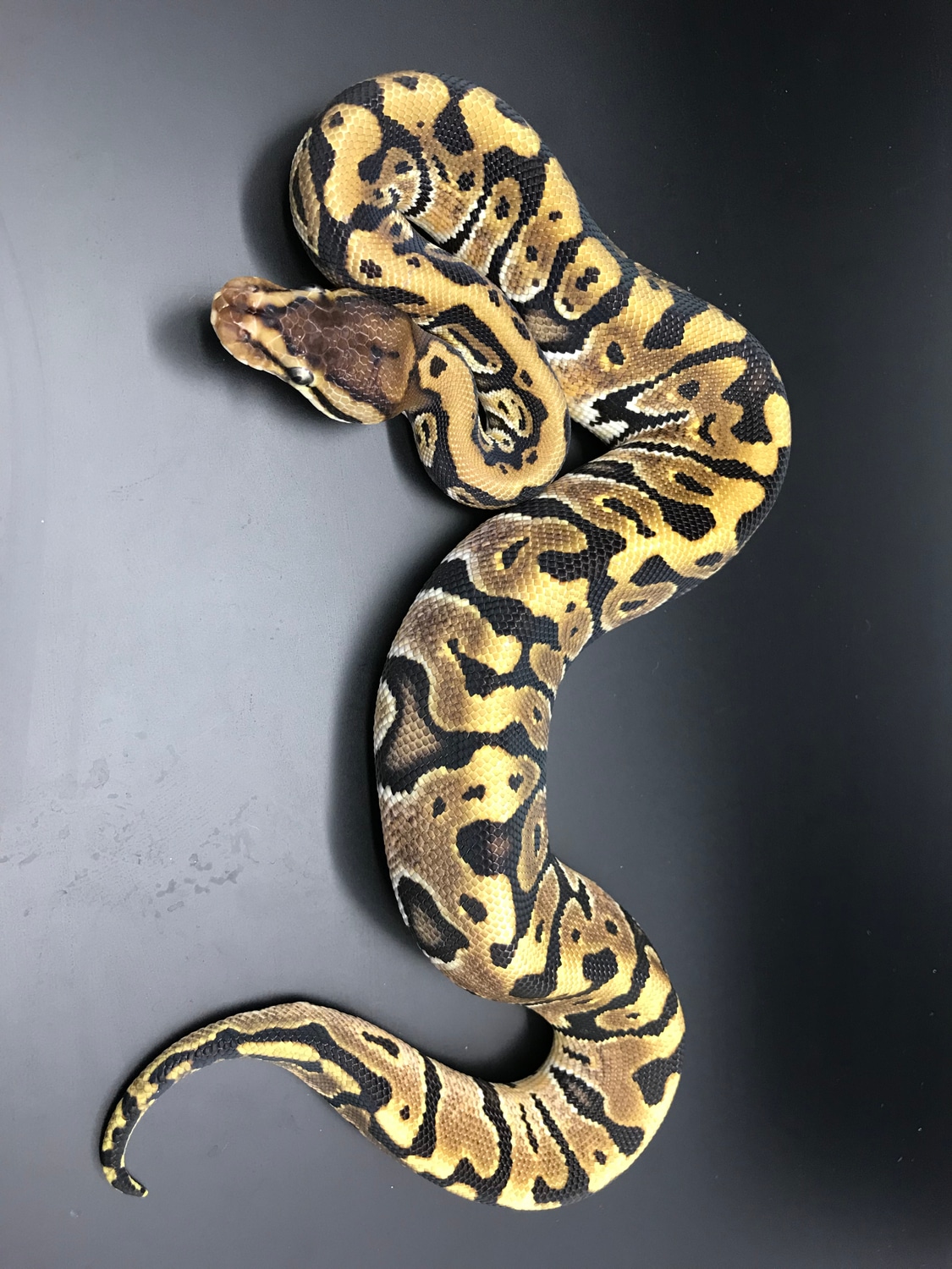 Hidden Gene Woma Ball Python by Wreck room snakes