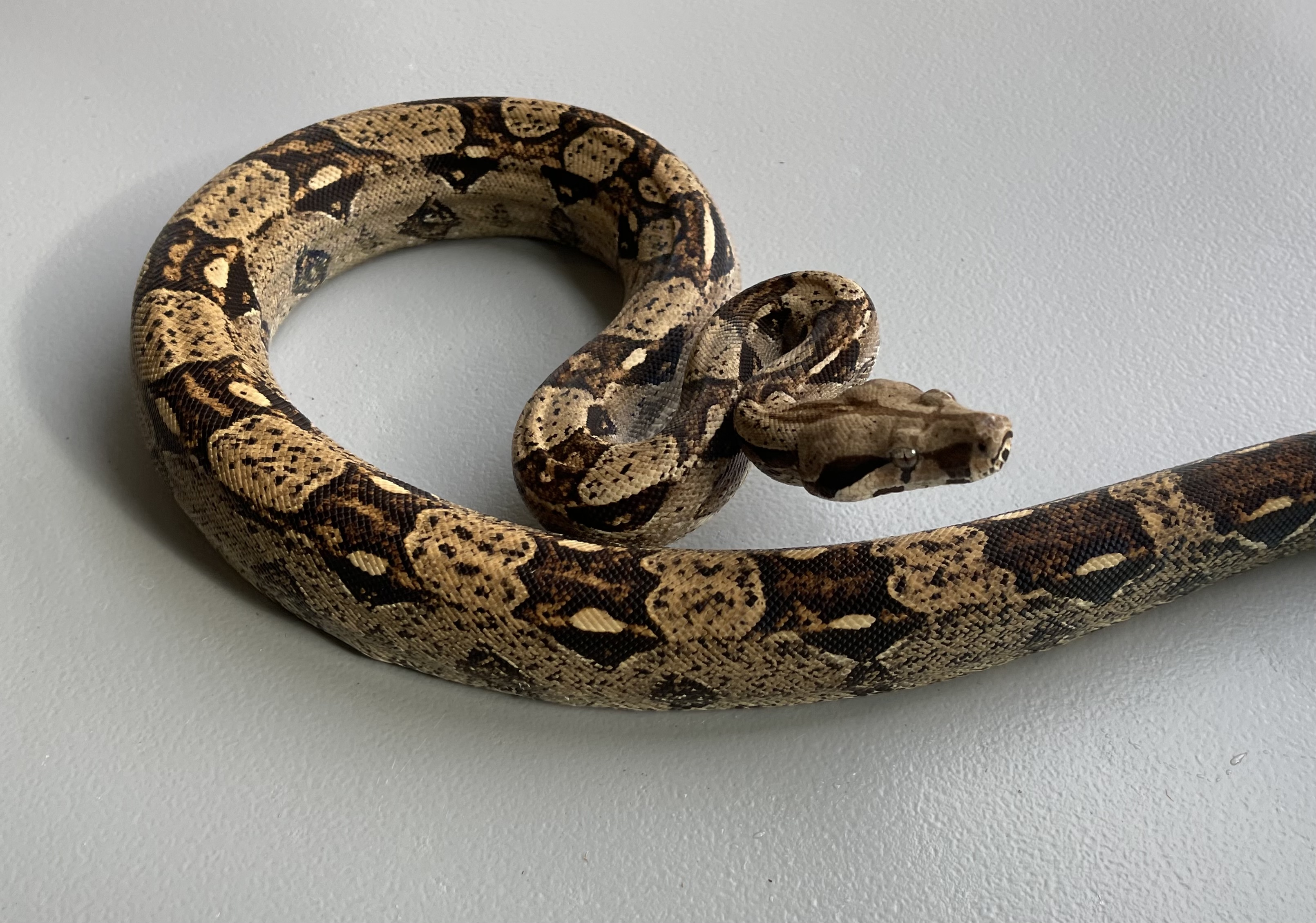 BWC Male Boa Constrictor by Carolina Herps