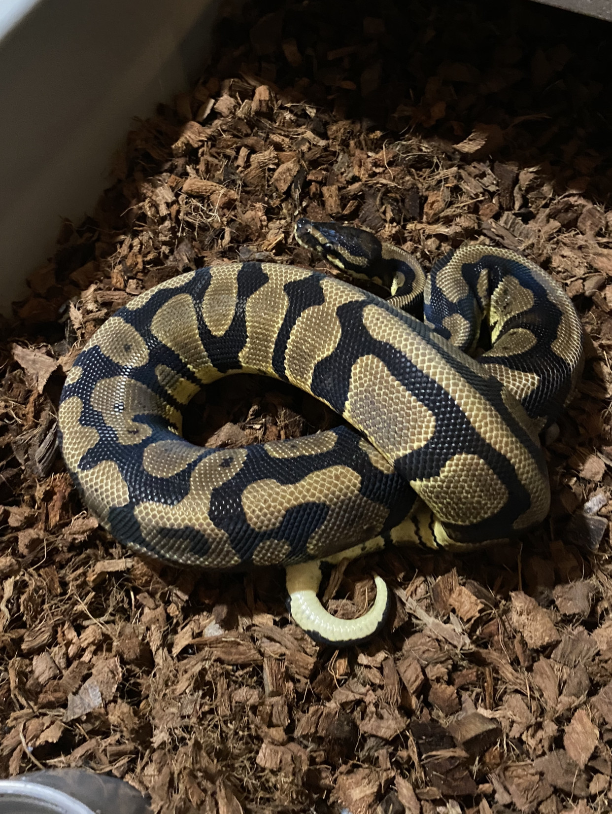 Confusion Ball Python by Cassella Constrictors