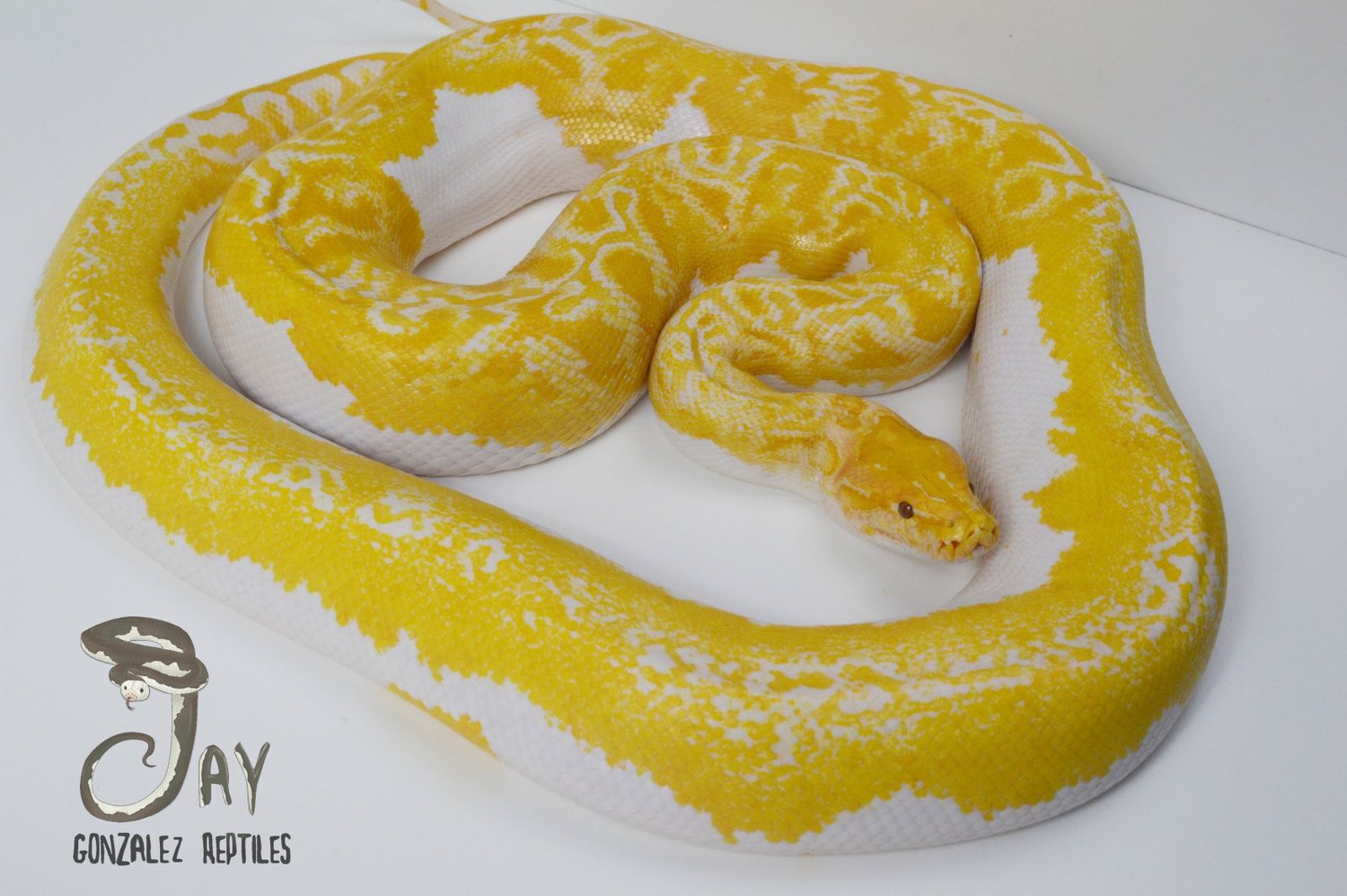 Albino Pied Burmese Python by Jay Gonzalez Reptiles