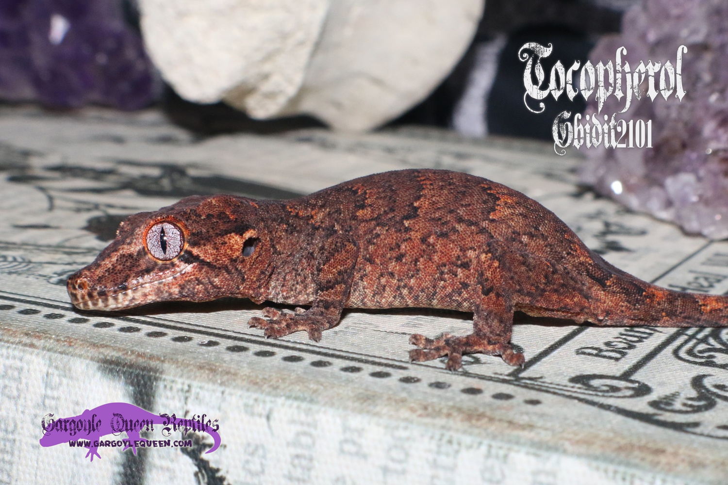 "Tocopherol" Orange Blotched Mottled Reticulated Gargoyle Gecko by Gargoyle Queen Reptiles