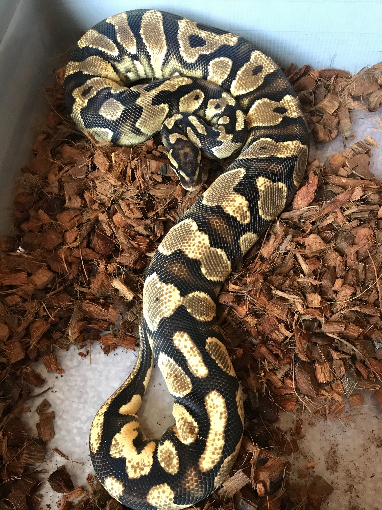 Morph Identification Aid - Ball Pythons - MorphMarket Reptile Community