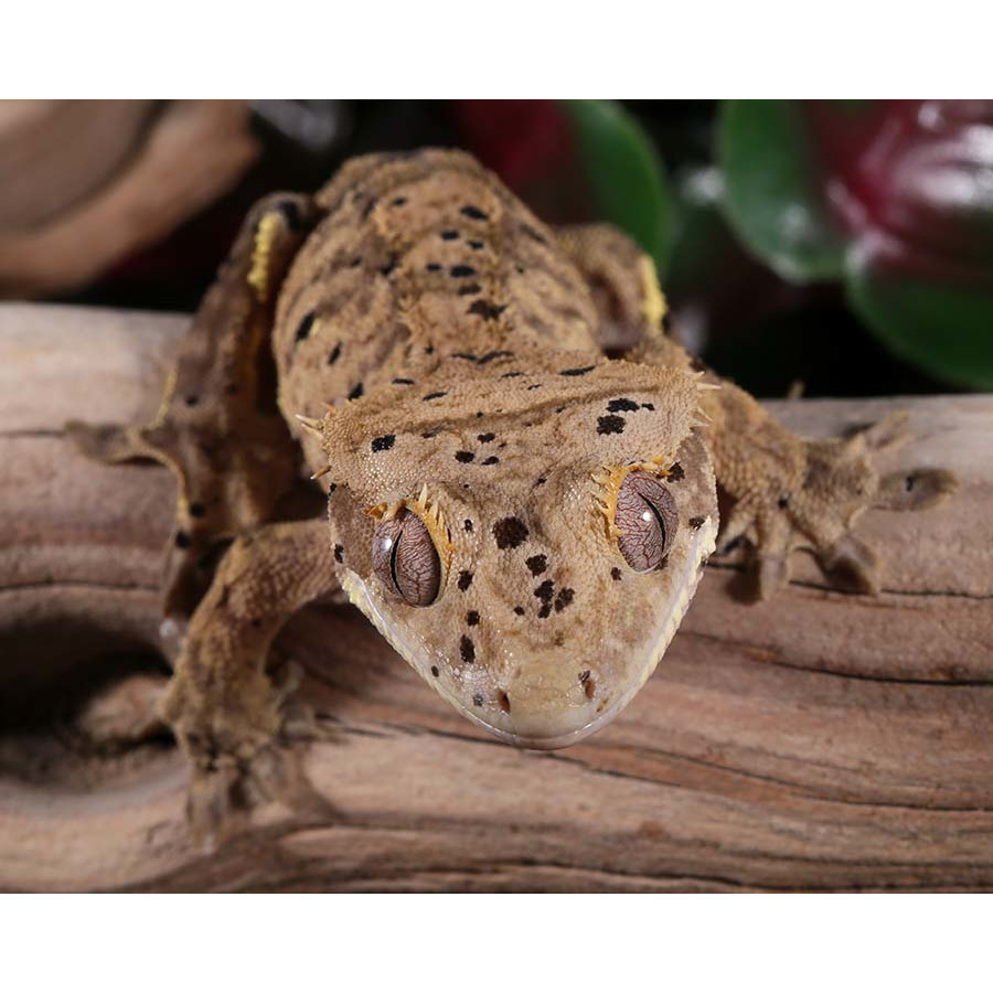 Male Super Dalmatian Crested Gecko by Pangea Reptile
