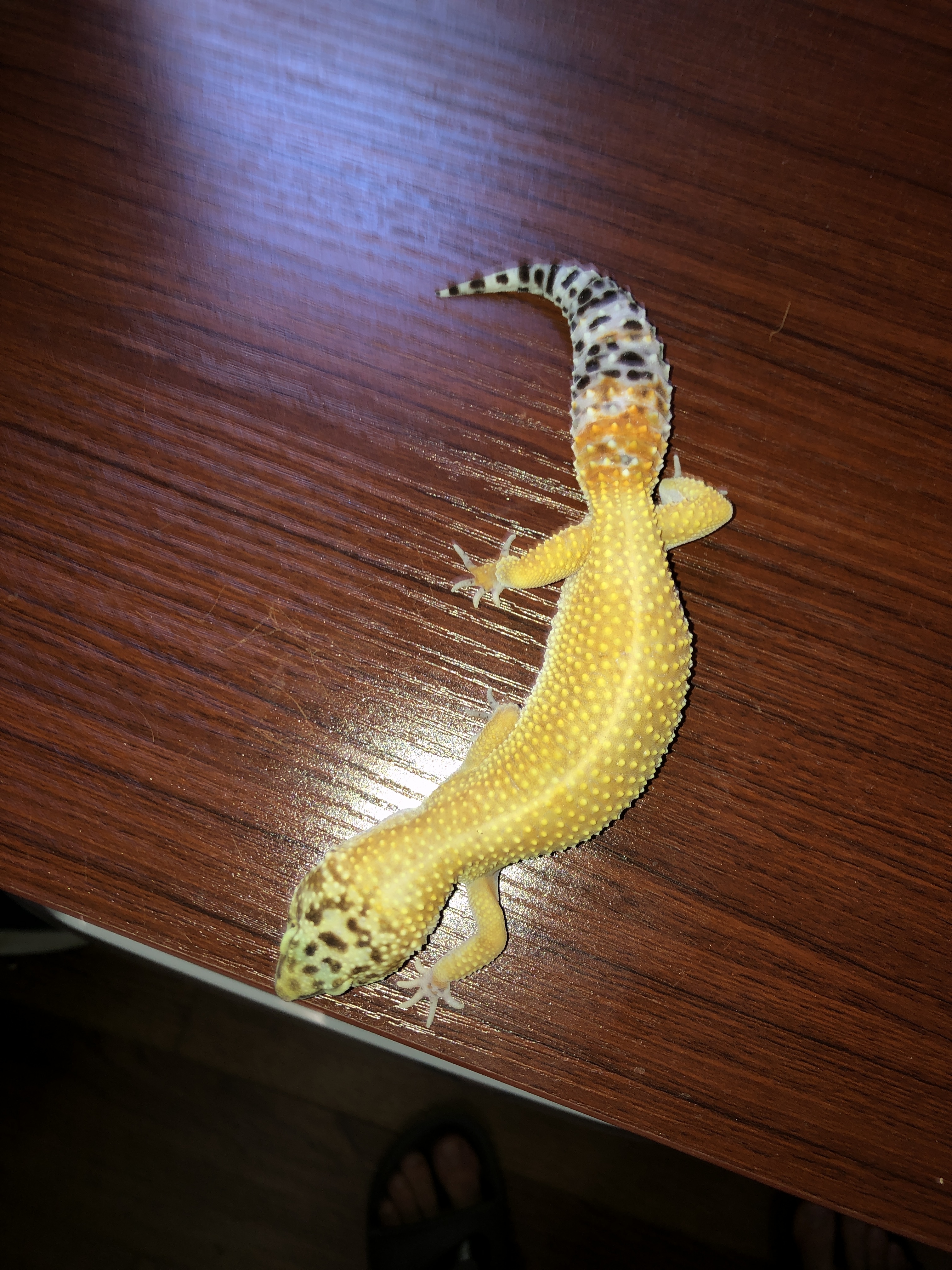 Super Hypo Leopard Gecko by 725 Reptiles