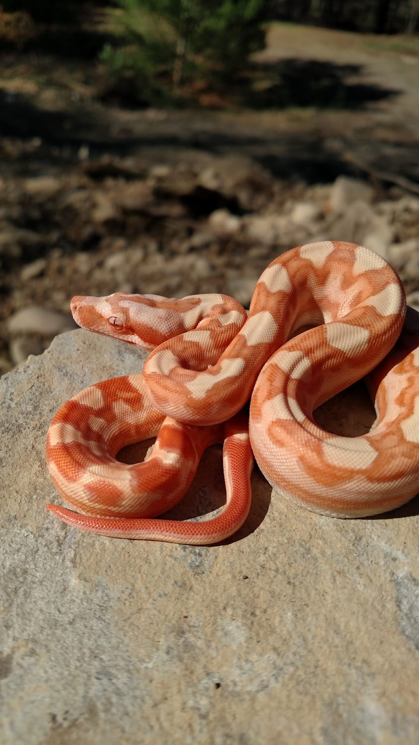 Coral Sunglow Motley(Kahl) Boa Constrictor by Witty Boas