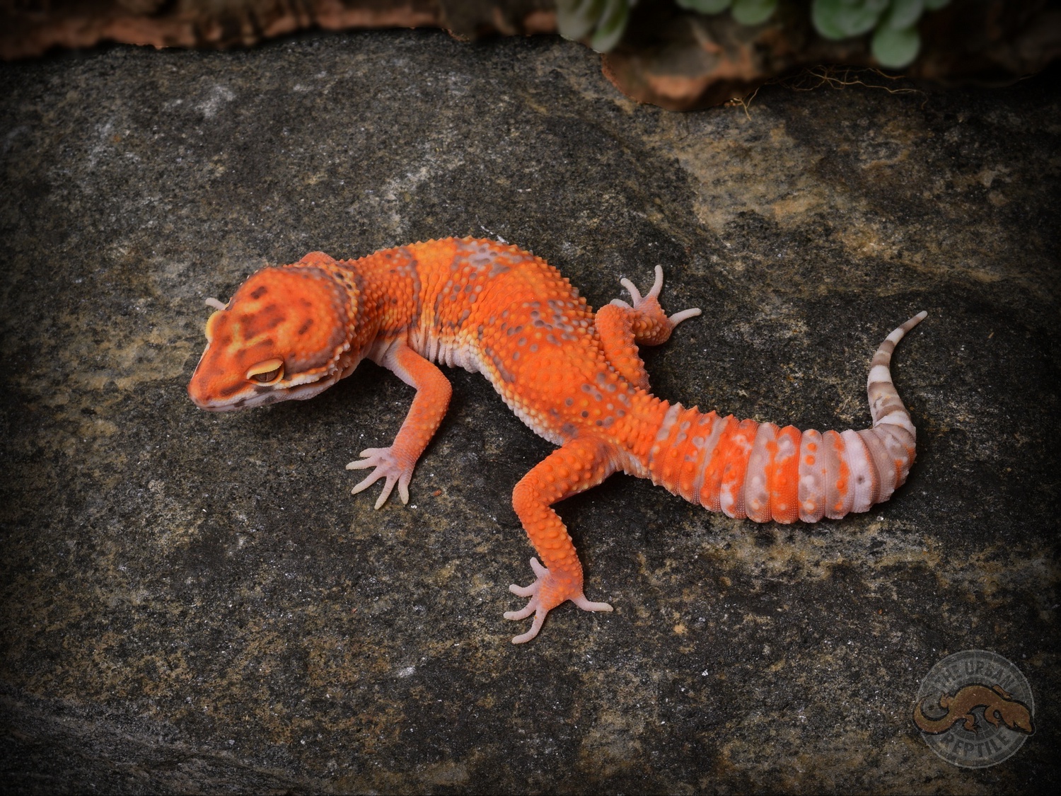 Blood Tremper Sunglow Leopard Gecko by The Urban Reptile