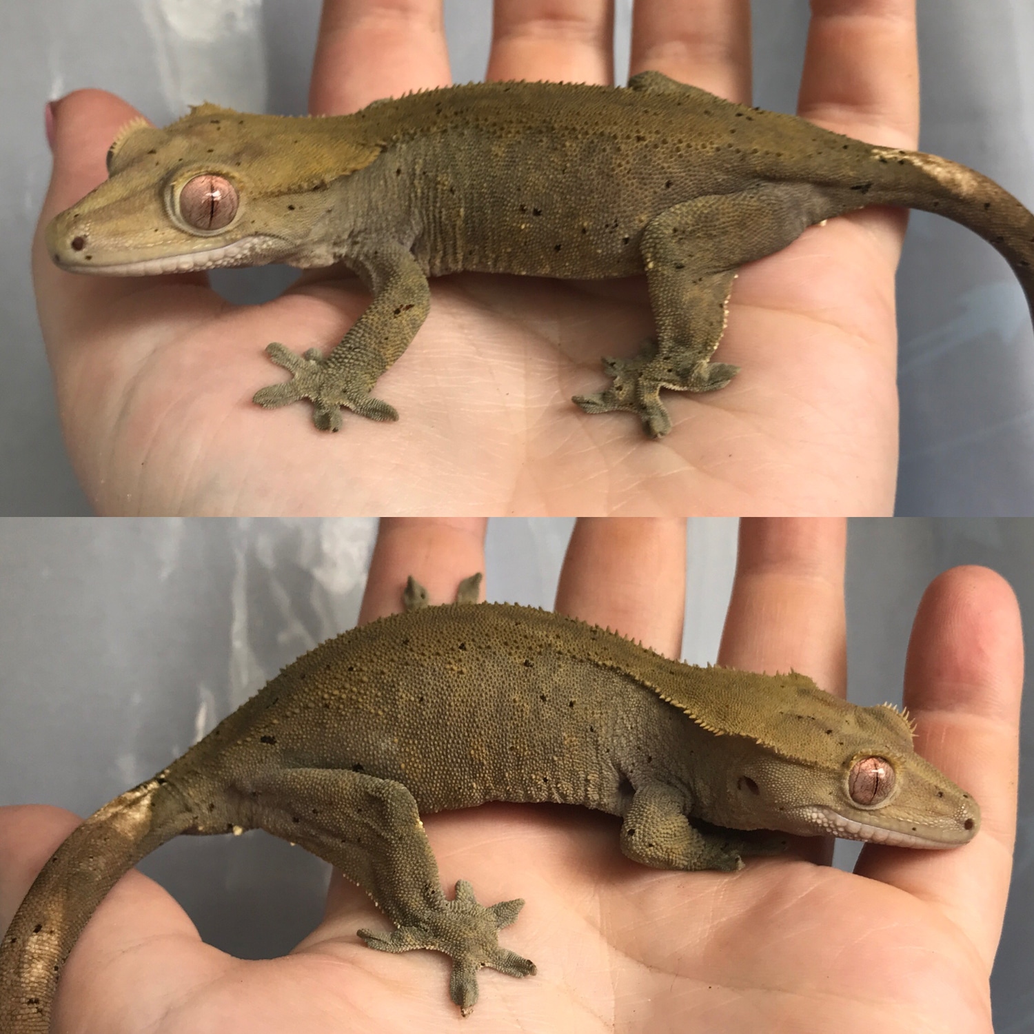 Dark Olive W/ Dal Spots Crested Gecko by Coexist Exotics