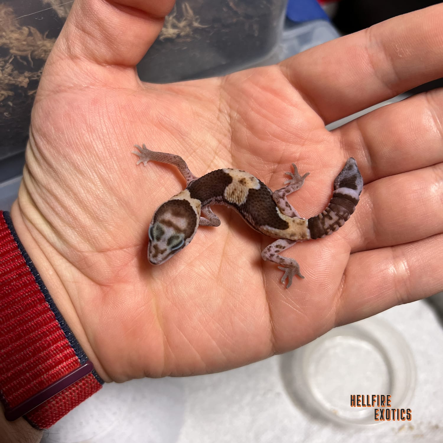 TSM "Stinger" Triple Het Ghost/Oreo/Patternless African Fat-Tailed Gecko by Hellfire Exotics