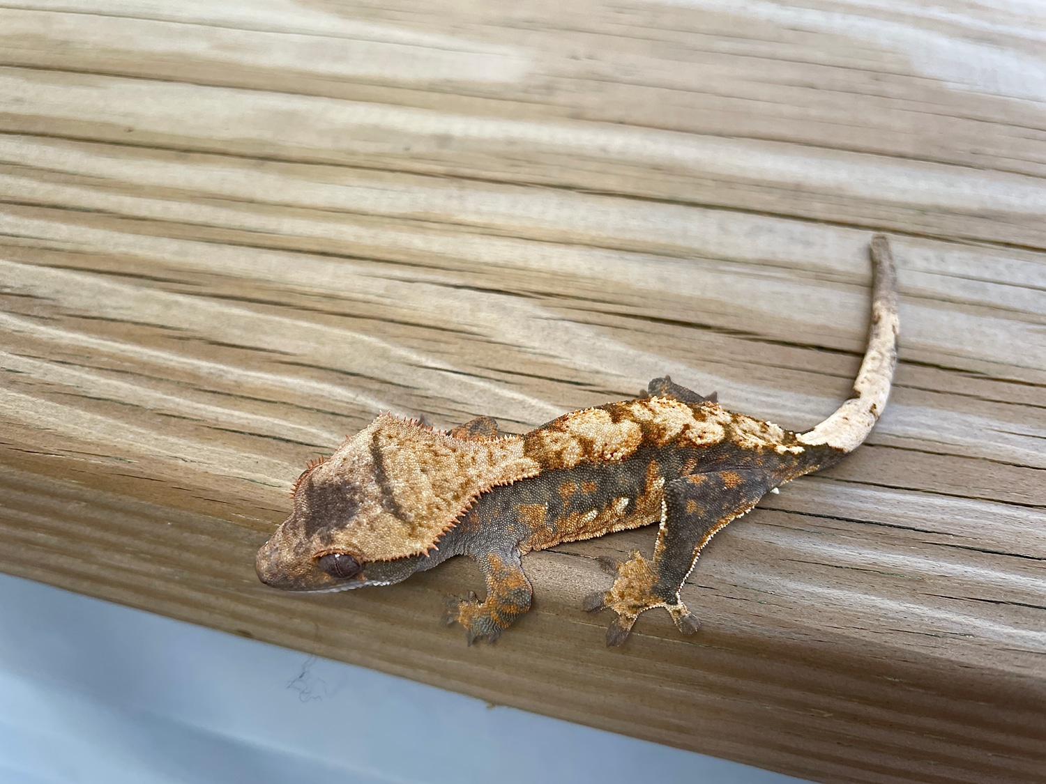 Harlequin Crested Gecko by Graces Geckos