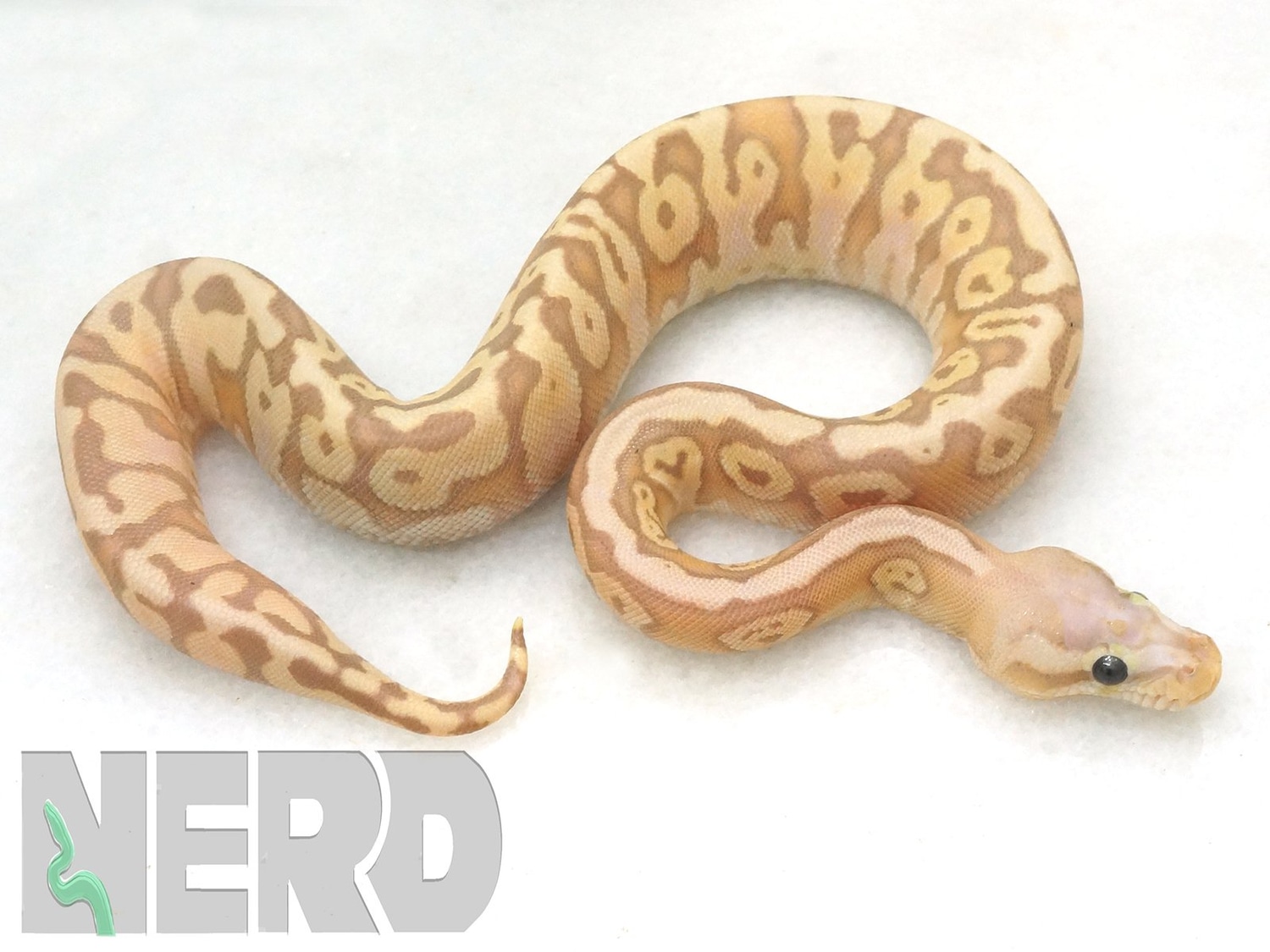Coral Glow Hidden Gene Woma Micro Scale Ball Python by New England Reptile Distributors