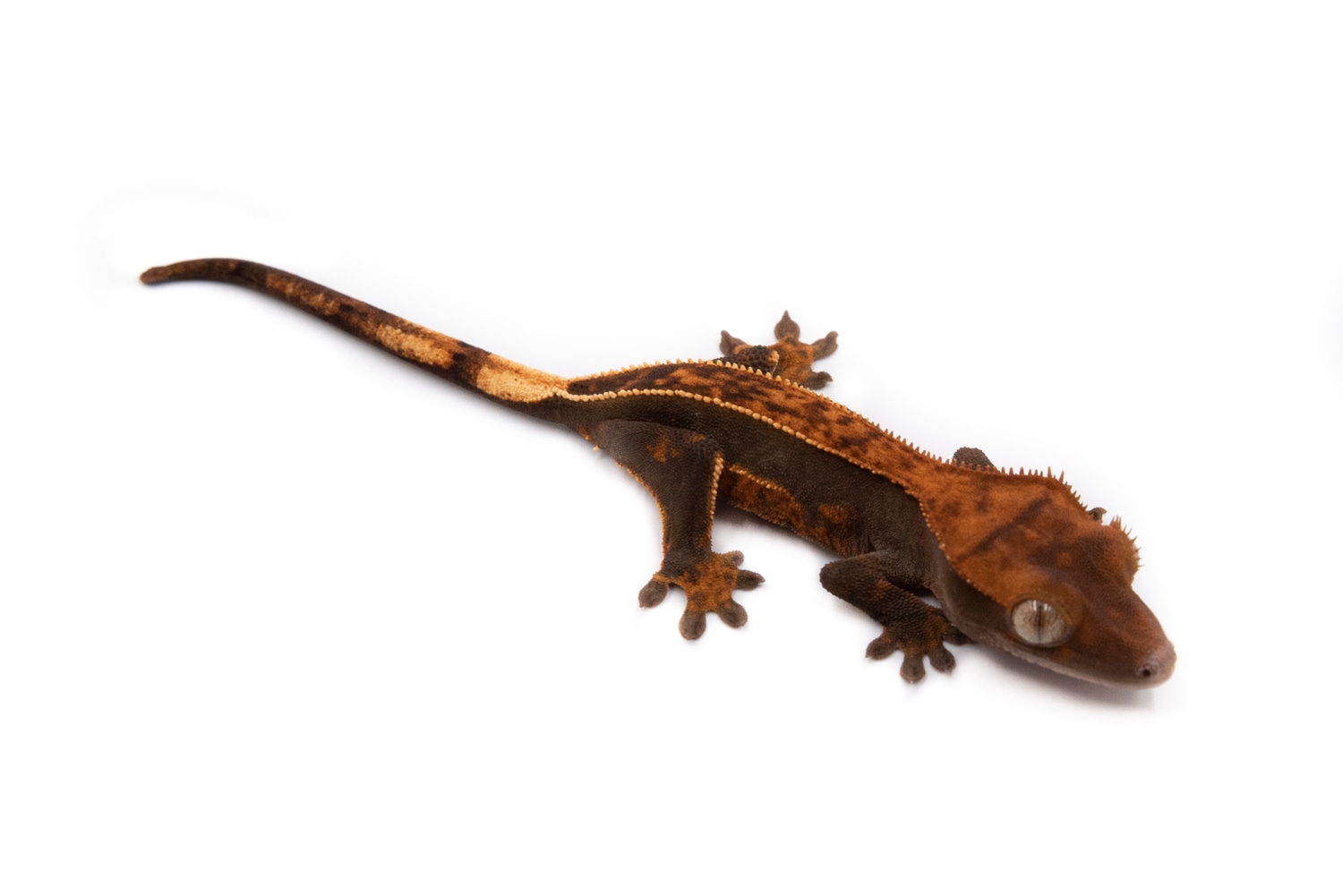 Dark Quad Stripe Crested Gecko by Ryan's Reptile Outpost