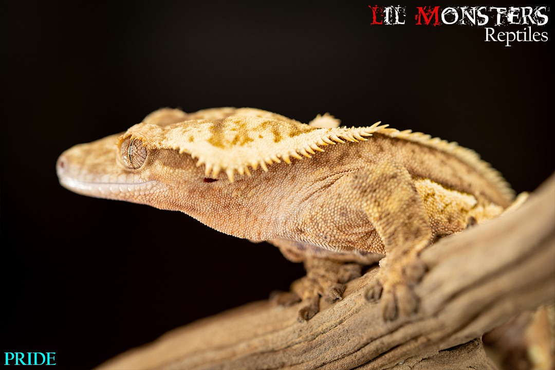 Crowned Crested Gecko by LIL MONSTER REPTILES