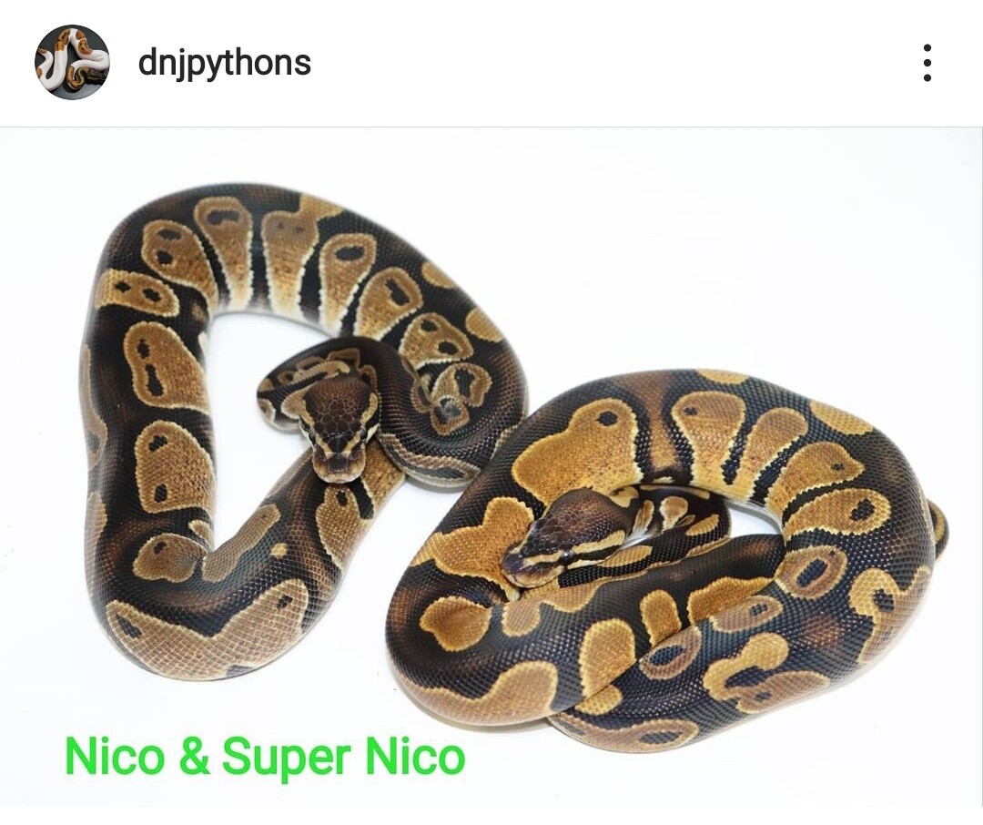 Nico and Super Nico by DNJ Pythons