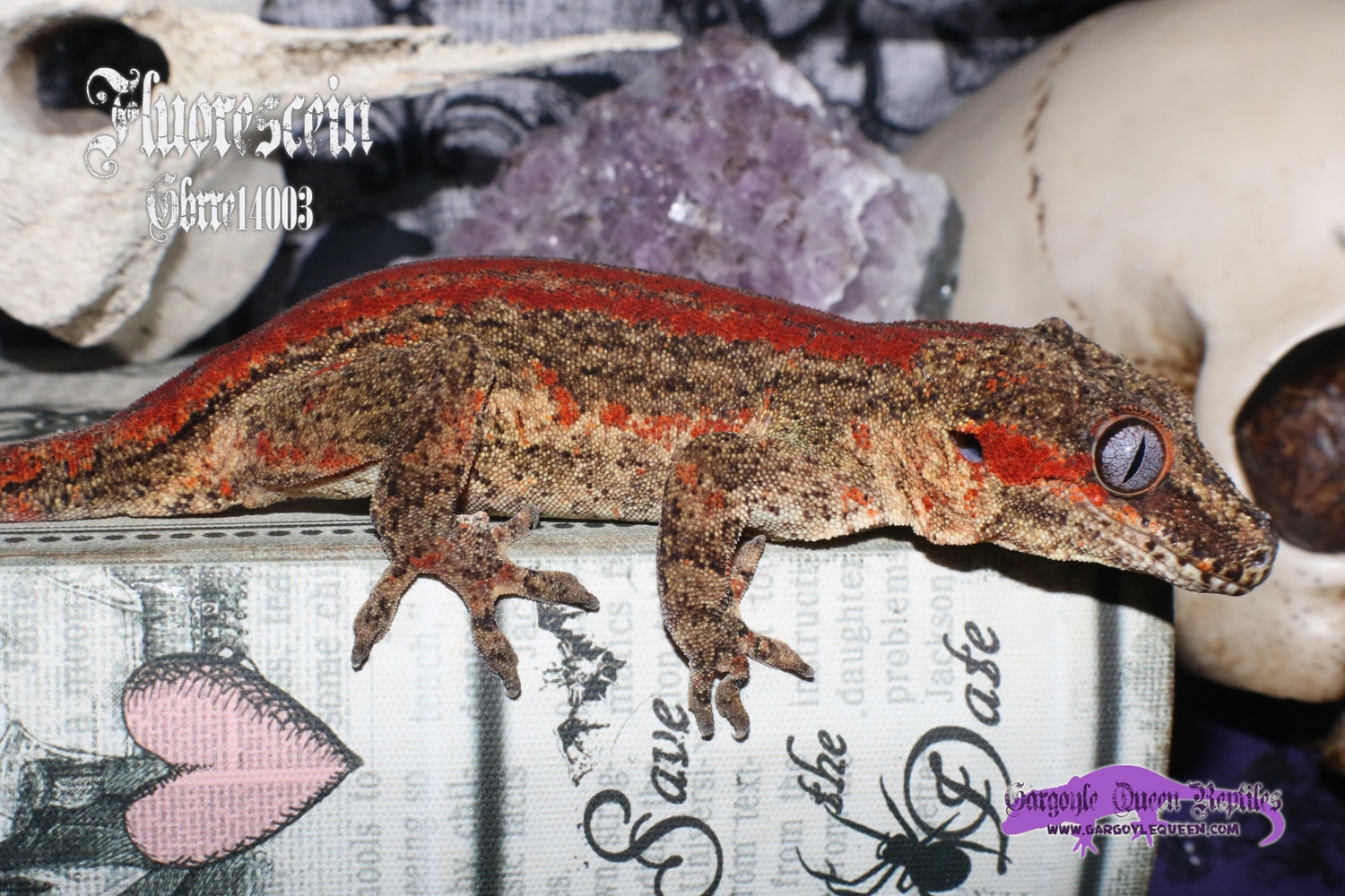 "Fluorescein" Red Stripe Gargoyle Gecko by Gargoyle Queen Reptiles