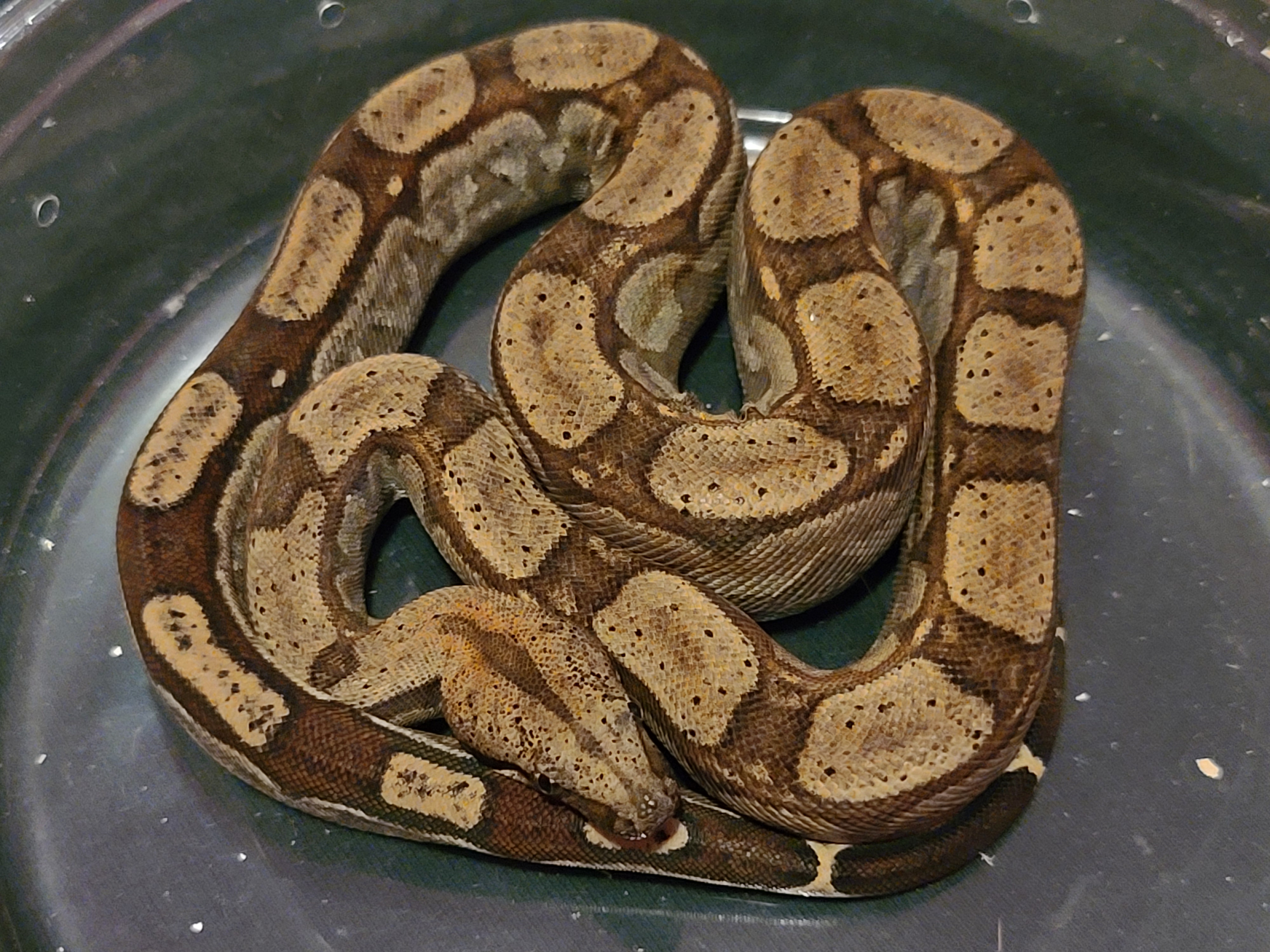 RLT Boa Constrictor by Extraordinary Ectotherms
