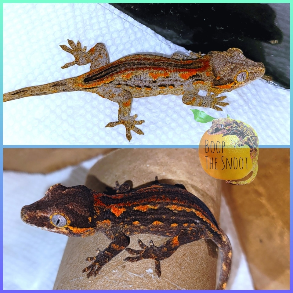 "Chubbs" Red Stripe/Orange Blotch Gargoyle Gecko by Boop the Snoot