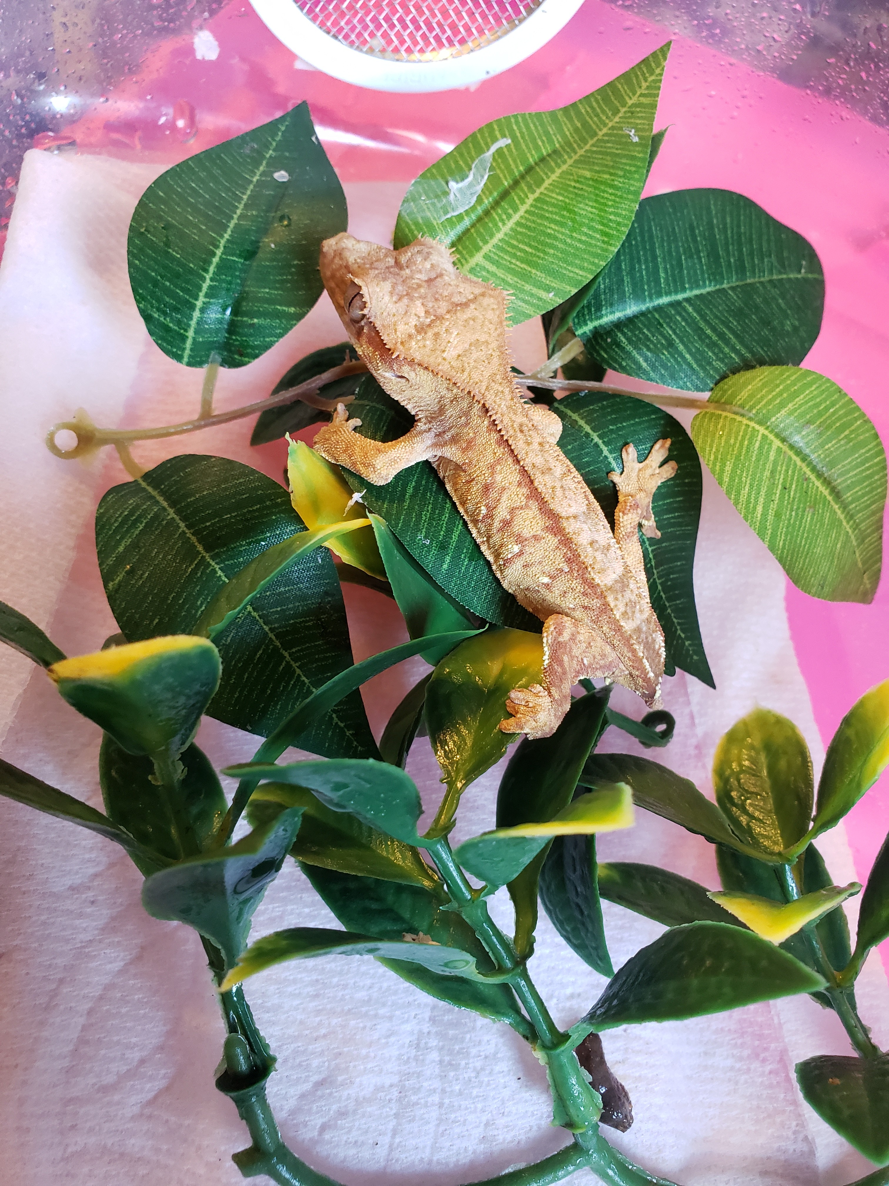Brindle Crested Gecko by Asgardian reptiles