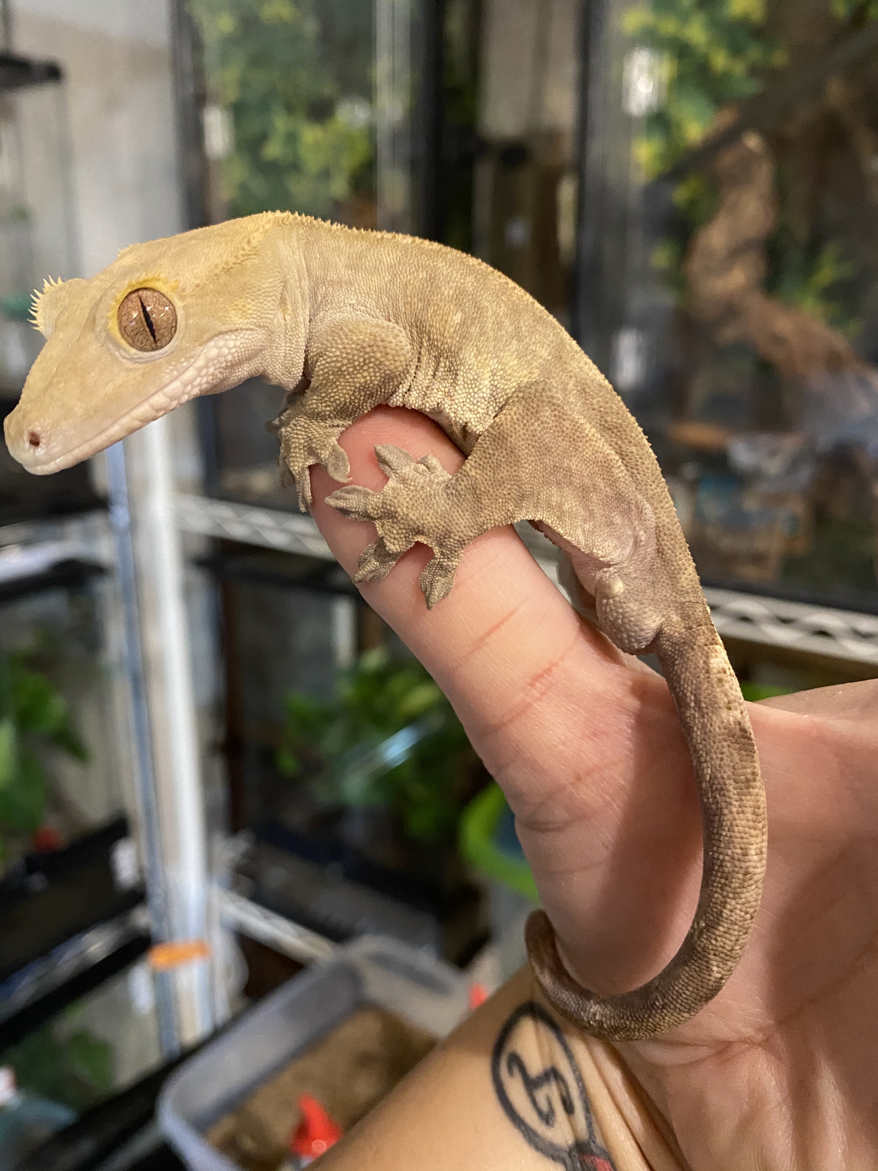Buckskin Male Crested Gecko by Dixie Reptiles
