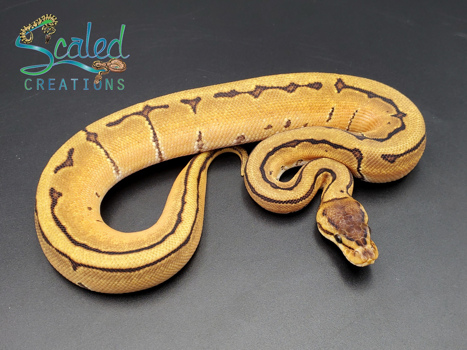 Fusion Orange Dream Pinstripe Ball Python by Scaled Creations