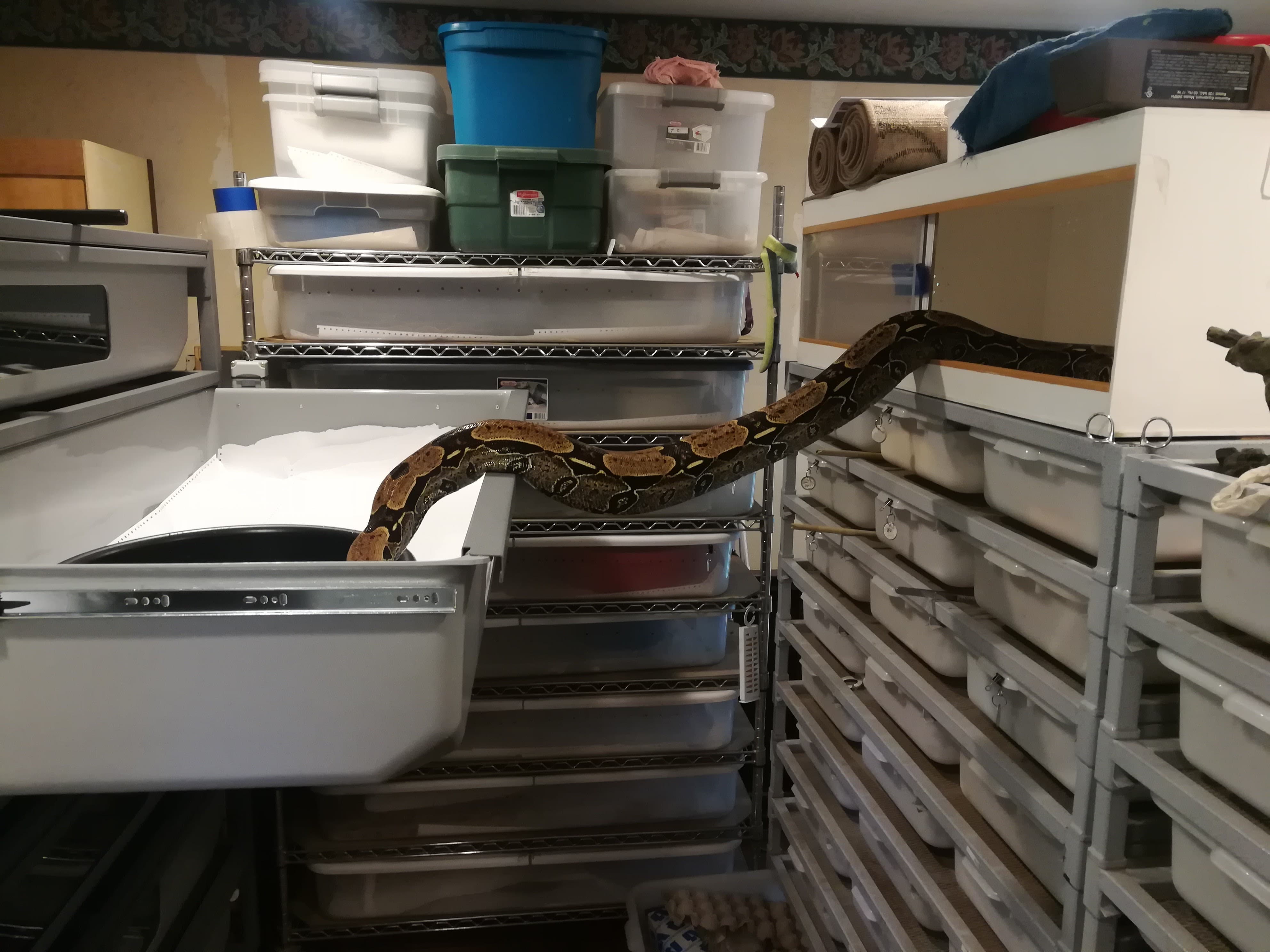 Heat tape versus heat cable? - Enclosures & Setups - MorphMarket Reptile  Community