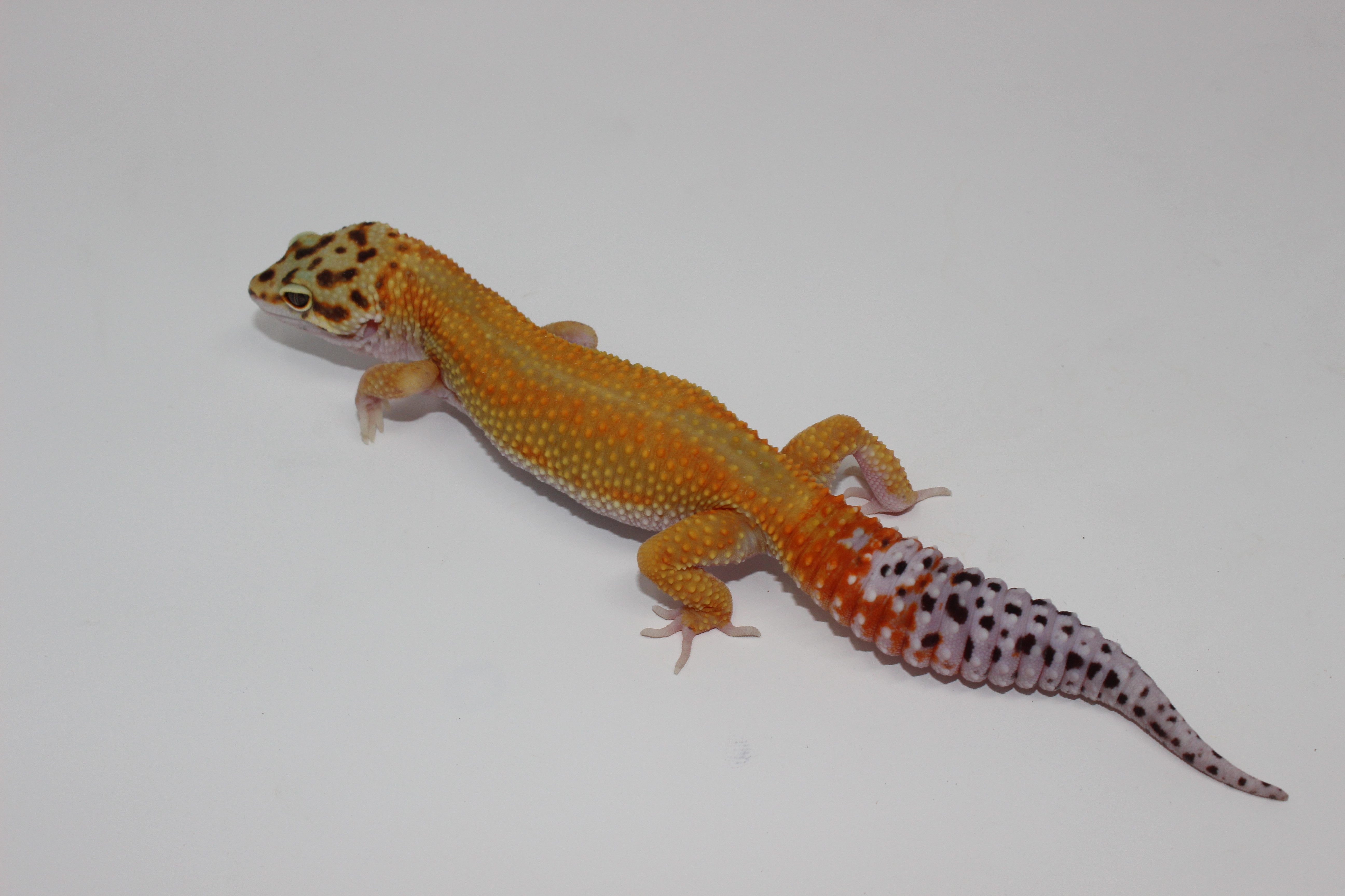 Reverse Stripe Leopard Gecko by Imperial Reptiles & Exotics, LLC
