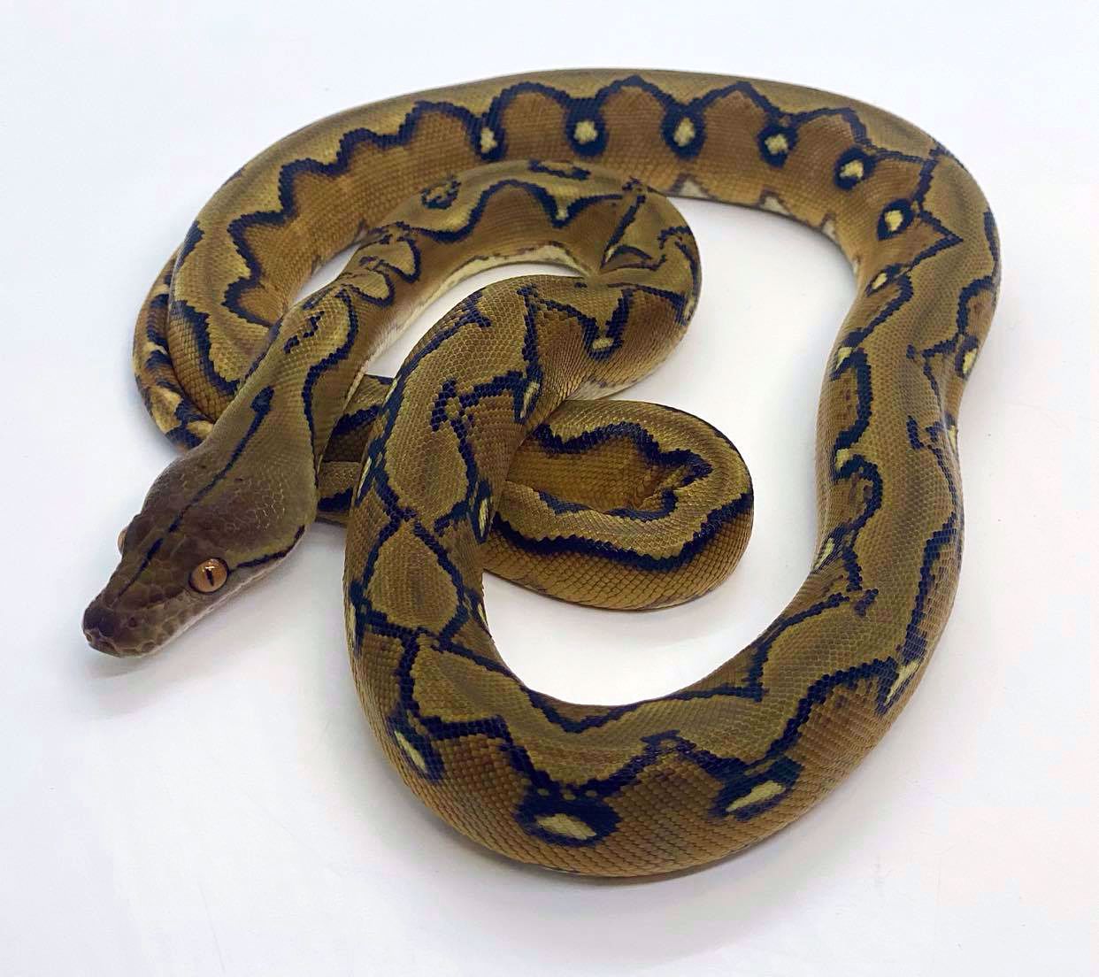 Super Sunfire Reticulated Python by Prehistoric Pets