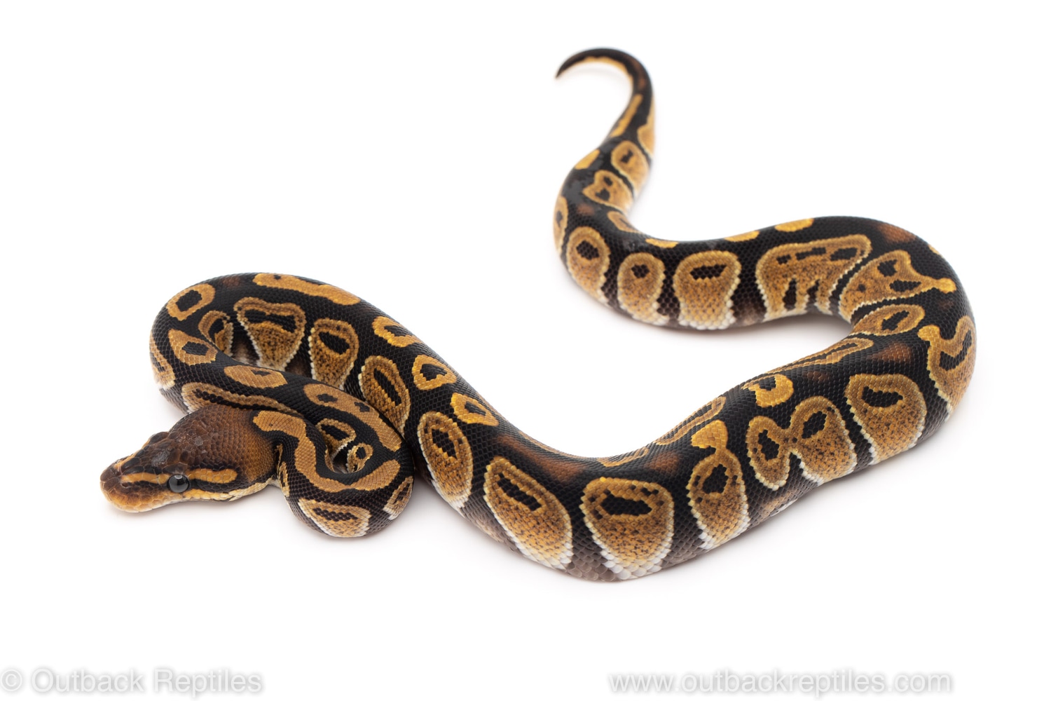 Cypress Ball Python by Outback Reptiles