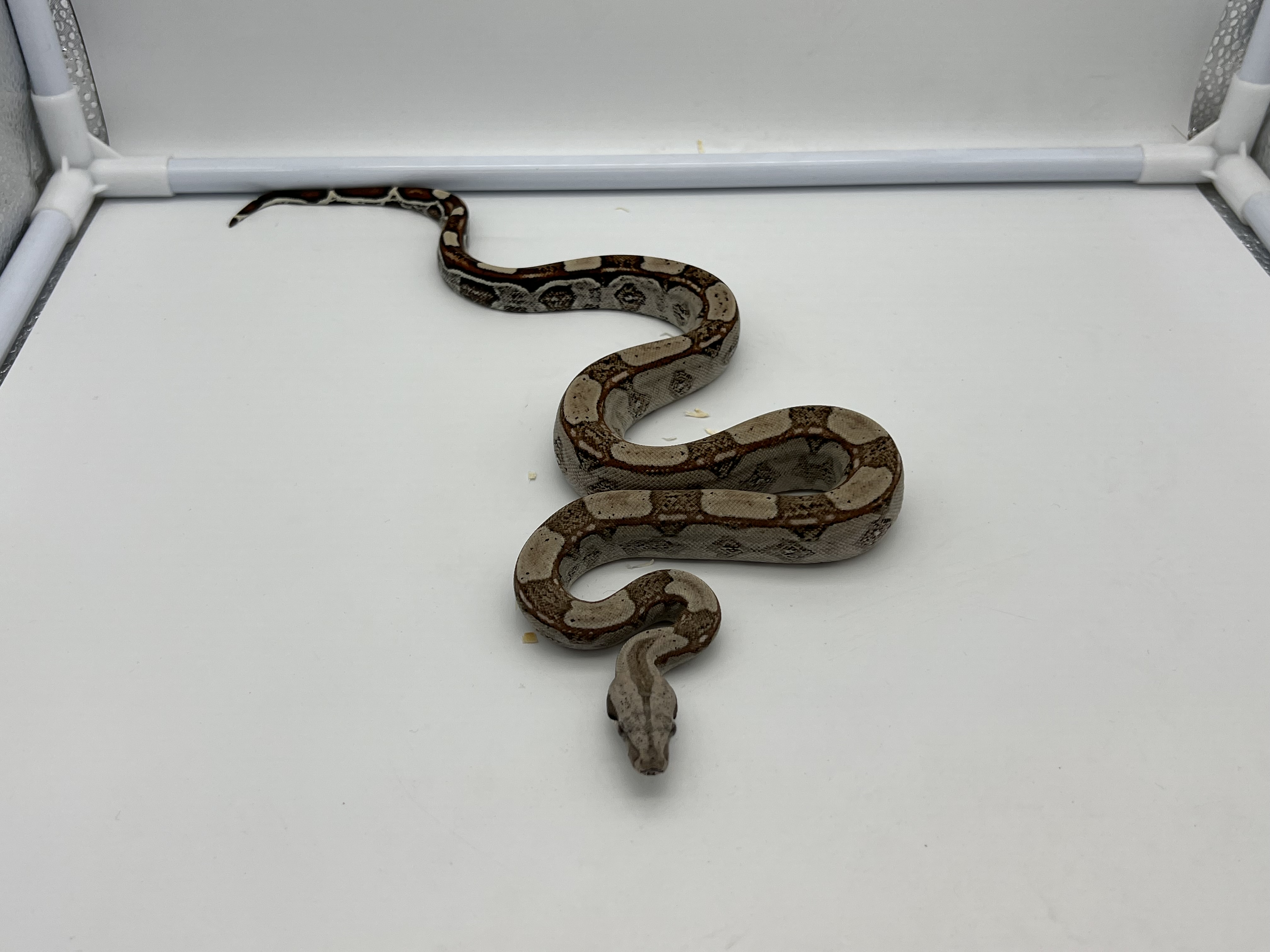 Keywest Boa Constrictor by N D Reptiles UK