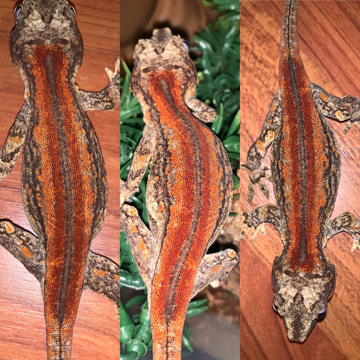 Bacon Red/Orange Stripe Gargoyle Gecko by Off The Wall Garg-Crest