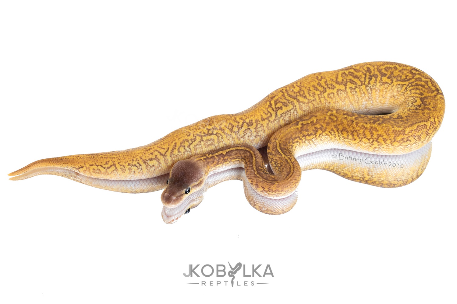 Pastel Mojave Monsoon (Possible Calico) Ball Python by J. Kobylka Reptiles
