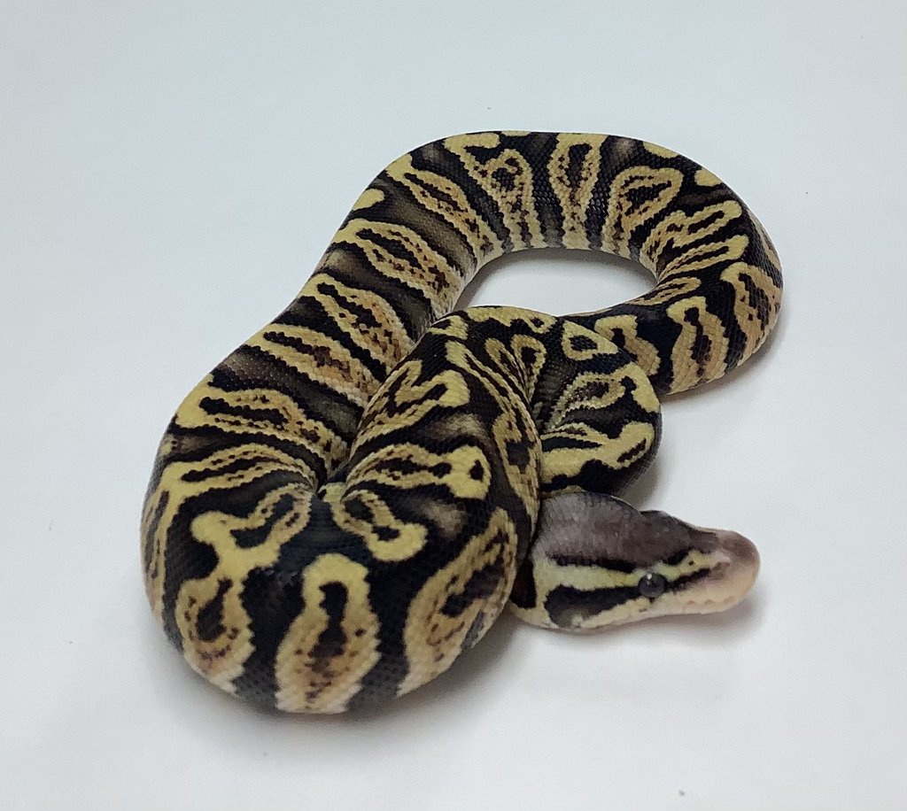 Chocolate Pastel GHI Ball Python by BHB Reptiles
